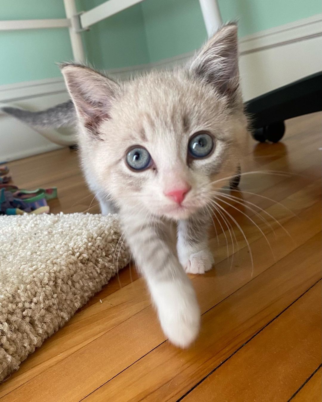 Whoa whoa whoa kittens… Who gave you all permission to be THIS CUTE?!?! You’re killing us here!! Swipe if you’re prepared… Ruby, Onyx, Gold, Laurel, and Louie. 
.
.
.
<a target='_blank' href='https://www.instagram.com/explore/tags/Adoptdontshop/'>#Adoptdontshop</a> <a target='_blank' href='https://www.instagram.com/explore/tags/redemptionroadrescue/'>#redemptionroadrescue</a> <a target='_blank' href='https://www.instagram.com/explore/tags/redemptionroadmn/'>#redemptionroadmn</a> <a target='_blank' href='https://www.instagram.com/explore/tags/kittens/'>#kittens</a> <a target='_blank' href='https://www.instagram.com/explore/tags/kittensofinstagram/'>#kittensofinstagram</a> <a target='_blank' href='https://www.instagram.com/explore/tags/minneapoliskitty/'>#minneapoliskitty</a> <a target='_blank' href='https://www.instagram.com/explore/tags/rescuedismyfavoritebreed/'>#rescuedismyfavoritebreed</a> <a target='_blank' href='https://www.instagram.com/explore/tags/minnesotakittens/'>#minnesotakittens</a> <a target='_blank' href='https://www.instagram.com/explore/tags/rescuekitten/'>#rescuekitten</a> <a target='_blank' href='https://www.instagram.com/explore/tags/adoptedkitten/'>#adoptedkitten</a>