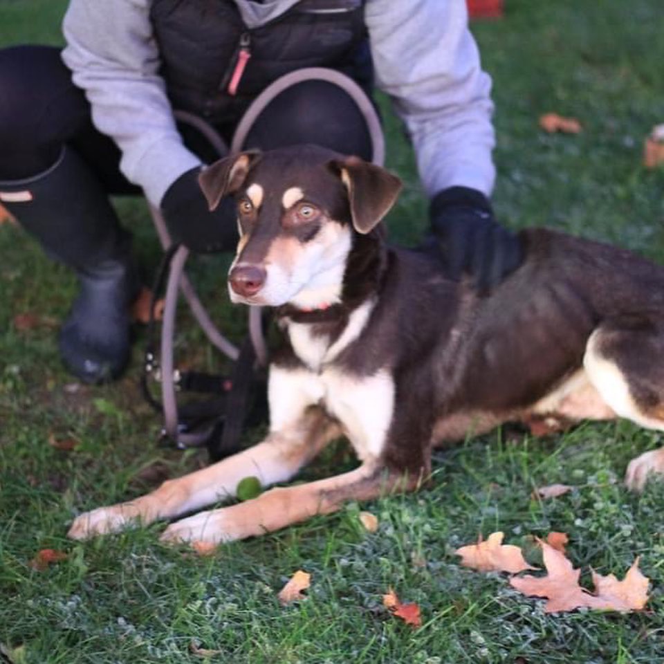 This weekend 10 dogs became Canadian!🇨🇦 We hope their new lives here in Canada are truly amazing!🐾❤️
Thank you to our community partners for helping to make this all possible!🐾

<a target='_blank' href='https://www.instagram.com/explore/tags/fullcirclerescue/'>#fullcirclerescue</a> <a target='_blank' href='https://www.instagram.com/explore/tags/ontariodogrescue/'>#ontariodogrescue</a> <a target='_blank' href='https://www.instagram.com/explore/tags/adoptdontshop/'>#adoptdontshop</a> <a target='_blank' href='https://www.instagram.com/explore/tags/torontodogs/'>#torontodogs</a> <a target='_blank' href='https://www.instagram.com/explore/tags/hamiltondogs/'>#hamiltondogs</a> <a target='_blank' href='https://www.instagram.com/explore/tags/dogsofcanada/'>#dogsofcanada</a> <a target='_blank' href='https://www.instagram.com/explore/tags/doggo/'>#doggo</a> <a target='_blank' href='https://www.instagram.com/explore/tags/dogsofinsta/'>#dogsofinsta</a> <a target='_blank' href='https://www.instagram.com/explore/tags/doglovers/'>#doglovers</a> <a target='_blank' href='https://www.instagram.com/explore/tags/dogsloversofinstagram/'>#dogsloversofinstagram</a> <a target='_blank' href='https://www.instagram.com/explore/tags/dogsofinstagram/'>#dogsofinstagram</a> <a target='_blank' href='https://www.instagram.com/explore/tags/dogsofinstaworld/'>#dogsofinstaworld</a> <a target='_blank' href='https://www.instagram.com/explore/tags/GTA/'>#GTA</a> <a target='_blank' href='https://www.instagram.com/explore/tags/GTHA/'>#GTHA</a> <a target='_blank' href='https://www.instagram.com/explore/tags/dogrescue/'>#dogrescue</a> <a target='_blank' href='https://www.instagram.com/explore/tags/dogrescuepeople/'>#dogrescuepeople</a> <a target='_blank' href='https://www.instagram.com/explore/tags/dogrescuers/'>#dogrescuers</a> <a target='_blank' href='https://www.instagram.com/explore/tags/adoptabledogsofinstagram/'>#adoptabledogsofinstagram</a> <a target='_blank' href='https://www.instagram.com/explore/tags/weareFCR/'>#weareFCR</a> <a target='_blank' href='https://www.instagram.com/explore/tags/anythingispawsible/'>#anythingispawsible</a>