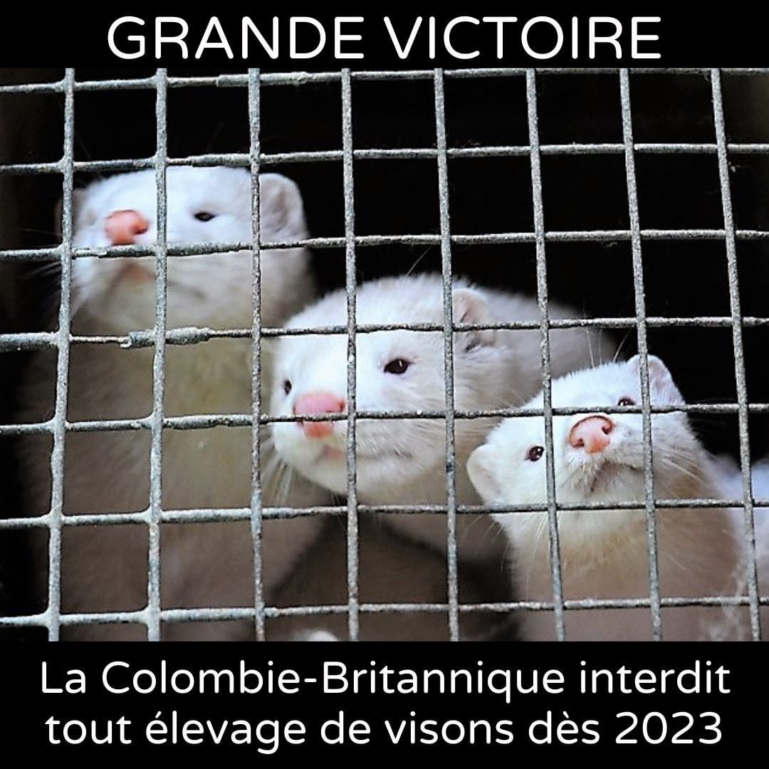 VICTOIRE POUR LES VISONS DANS L’OUEST DU PAYS! 🙌
La Colombie-Britannique vient de paver la voie au reste des provinces canadiennes en interdisant tout élevage de visons sur son territoire dès 2023.

Au Canada, l’industrie de la fourrure met à mort 1,5 million de visons dans des fermes d’élevage chaque année. L’exploitation de ces animaux soulève de graves enjeux en termes de bien-être animal.

Les visons sont des animaux semi-aquatiques qui, dans la nature, passent la majorité de leur temps dans l’eau et vivent seuls sur un territoire couvrant cinq kilomètres! Dans les fermes d’élevages, ils se retrouvent entassés en grand nombre dans des cages minuscules, sans stimulation, ni possibilité d’exprimer leurs comportements naturels. 

Afin d’éviter une vie de souffrance à des milliers d’animaux, de réduire les risques pour la santé publique et les impacts environnementaux de cette industrie, le Québec devrait prendre exemple sur la Colombie-Britannique et interdire sans plus attendre les fermes d’élevage de visons sur son territoire. 

//
VICTORY FOR THE MINKS IN WESTERN CANADA!
British Columbia has paved the way for the rest of Canada with a new ban on mink farming in the province that will take effect in 2023.

Canadian fur farms currently kill 1.5M minks every year, raising many animal welfare issues.

In the wild, minks are semi-aquatic, solitary animals, and their territories cover five square kilometers! Yet, fur farms cram many minks into tiny cages, without providing them with stimulation or opportunities to express their natural behaviour. 

To avoid a life of suffering for thousands of animals and to reduce public health risks and environmental impacts, Quebec should follow British Columbia’s example and ban mink farming immediately.

📷 @joannemcarthurphotography/ @weanimals
.
.
<a target='_blank' href='https://www.instagram.com/explore/tags/montrealspca/'>#montrealspca</a> <a target='_blank' href='https://www.instagram.com/explore/tags/spcademontreal/'>#spcademontreal</a> <a target='_blank' href='https://www.instagram.com/explore/tags/spcamontreal/'>#spcamontreal</a> <a target='_blank' href='https://www.instagram.com/explore/tags/furfreefashion/'>#furfreefashion</a> <a target='_blank' href='https://www.instagram.com/explore/tags/furfreeworld/'>#furfreeworld</a> <a target='_blank' href='https://www.instagram.com/explore/tags/allanimalsmatter/'>#allanimalsmatter</a> <a target='_blank' href='https://www.instagram.com/explore/tags/respecttheanimals/'>#respecttheanimals</a> <a target='_blank' href='https://www.instagram.com/explore/tags/furfreecoat/'>#furfreecoat</a> <a target='_blank' href='https://www.instagram.com/explore/tags/furfreecanada/'>#furfreecanada</a> <a target='_blank' href='https://www.instagram.com/explore/tags/endfuruse/'>#endfuruse</a> <a target='_blank' href='https://www.instagram.com/explore/tags/furisforanimals/'>#furisforanimals</a> <a target='_blank' href='https://www.instagram.com/explore/tags/furisoutdated/'>#furisoutdated</a> <a target='_blank' href='https://www.instagram.com/explore/tags/banfuruse/'>#banfuruse</a> <a target='_blank' href='https://www.instagram.com/explore/tags/sustainablefashion/'>#sustainablefashion</a> <a target='_blank' href='https://www.instagram.com/explore/tags/furfreeclothing/'>#furfreeclothing</a> <a target='_blank' href='https://www.instagram.com/explore/tags/humaneworld/'>#humaneworld</a> <a target='_blank' href='https://www.instagram.com/explore/tags/humanefashion/'>#humanefashion</a> <a target='_blank' href='https://www.instagram.com/explore/tags/humaneclothing/'>#humaneclothing</a> <a target='_blank' href='https://www.instagram.com/explore/tags/nonalafourrure/'>#nonalafourrure</a> <a target='_blank' href='https://www.instagram.com/explore/tags/nonalamaltraitanceanimale/'>#nonalamaltraitanceanimale</a> <a target='_blank' href='https://www.instagram.com/explore/tags/veganclothing/'>#veganclothing</a>