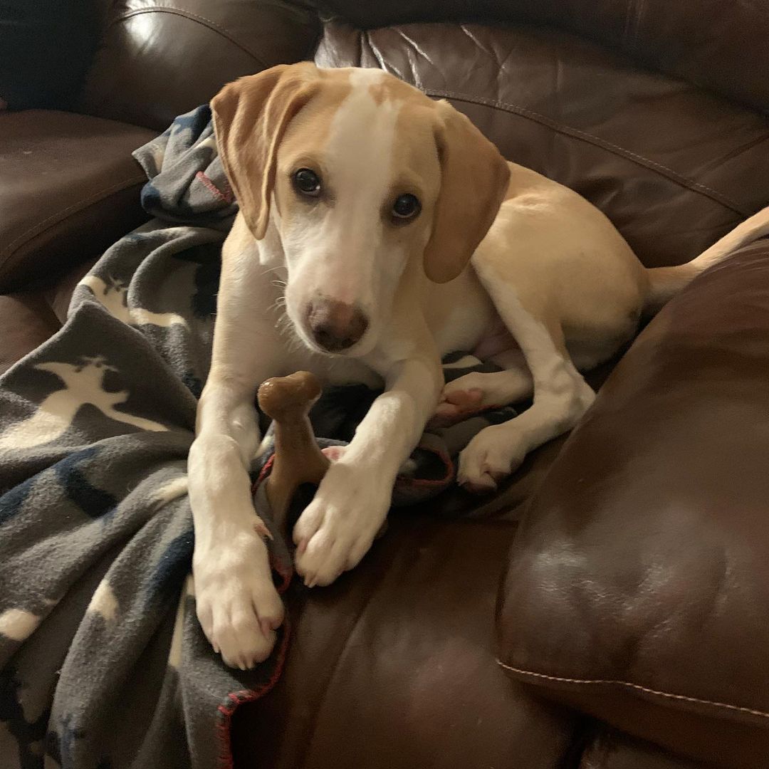 Hi, my name is Ted. I recently came to WNY from Tennessee. I’m a 15  week old hound mix. My foster family say I’m doing really good with my potty training. I’m learning to sit, stay, I sleep in my crate all night. I’m playful but like my nap time. I’m great with other dogs, children. I’m up to date on my vaccines. I will be available for adoption 11/10 through Open Arms Rescue. Apply @ www.oarwny.org