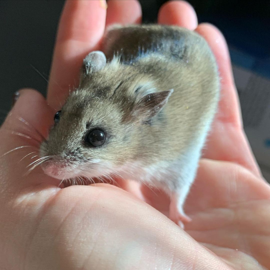 🎩🐹He’s So Fancy, You Already Know…🐹🎩

Introducing Mr. Christian Dior, the bougiest hamster you’ve ever met. This little guy is only six months old but he is incredibly gentle and enjoys being held. He also loves his luxury 🚘 Rolls-Royce 🚘of exercise balls — it takes him a few minutes to get int the groove, but once he is it’s full steam ahead! If you’ve ever wanted to add an easy-going, chill pet to your life, this is the boy for you!

Mr. Christian Dior comes with his luxury hand-crafted condo, his exercise ball, other assorted toys and bowls, and whatever food we have left over when you adopt him! 

💌: shelter@ochsms.org
☎️: 662-338-9093
🖥: www.ochsms.org/adopt

<a target='_blank' href='https://www.instagram.com/explore/tags/hampster/'>#hampster</a> <a target='_blank' href='https://www.instagram.com/explore/tags/hampstersofinstagram/'>#hampstersofinstagram</a> <a target='_blank' href='https://www.instagram.com/explore/tags/hampsteradoption/'>#hampsteradoption</a> <a target='_blank' href='https://www.instagram.com/explore/tags/ochs/'>#ochs</a> <a target='_blank' href='https://www.instagram.com/explore/tags/adoptdontshop/'>#adoptdontshop</a> <a target='_blank' href='https://www.instagram.com/explore/tags/animalrescue/'>#animalrescue</a> <a target='_blank' href='https://www.instagram.com/explore/tags/spayandneuter/'>#spayandneuter</a> <a target='_blank' href='https://www.instagram.com/explore/tags/adoptables/'>#adoptables</a> <a target='_blank' href='https://www.instagram.com/explore/tags/humanesociety/'>#humanesociety</a> <a target='_blank' href='https://www.instagram.com/explore/tags/animalwelfare/'>#animalwelfare</a> <a target='_blank' href='https://www.instagram.com/explore/tags/fosteringsaveslives/'>#fosteringsaveslives</a> <a target='_blank' href='https://www.instagram.com/explore/tags/whywerescue/'>#whywerescue</a> <a target='_blank' href='https://www.instagram.com/explore/tags/adoptezmoi/'>#adoptezmoi</a> <a target='_blank' href='https://www.instagram.com/explore/tags/adoptme/'>#adoptme</a> <a target='_blank' href='https://www.instagram.com/explore/tags/starkville/'>#starkville</a> <a target='_blank' href='https://www.instagram.com/explore/tags/starkvillems/'>#starkvillems</a> <a target='_blank' href='https://www.instagram.com/explore/tags/mspets/'>#mspets</a> <a target='_blank' href='https://www.instagram.com/explore/tags/petsofinstagram/'>#petsofinstagram</a> <a target='_blank' href='https://www.instagram.com/explore/tags/furreverhome/'>#furreverhome</a> <a target='_blank' href='https://www.instagram.com/explore/tags/rescuelove/'>#rescuelove</a>