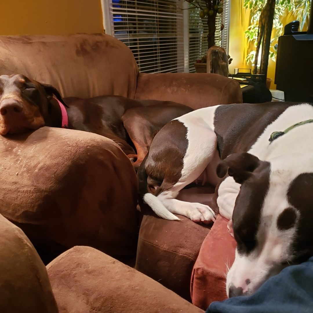 🎉 ❤️ HOORAY - Happy Tales update from Buster (pictured left), now known as Phil! 🎉 ❤️
.
We're so excited to announce Phil, and his doggy sibling, Gabby (pictured right) have quickly become best pals. His new fur-ever family is happy to call him their own and impressed with how well he's adjusted. 

He enjoys his favorite dog beds, spending time with family, and protecting his family from the occasional birds that land in his new yard. 😉
.
We're so happy he's living his best life! 🐾
.
.
<a target='_blank' href='https://www.instagram.com/explore/tags/TheirVoiceRescue/'>#TheirVoiceRescue</a> <a target='_blank' href='https://www.instagram.com/explore/tags/AdoptDontShop/'>#AdoptDontShop</a> <a target='_blank' href='https://www.instagram.com/explore/tags/RescueDogs/'>#RescueDogs</a> <a target='_blank' href='https://www.instagram.com/explore/tags/AnimalRescue/'>#AnimalRescue</a> <a target='_blank' href='https://www.instagram.com/explore/tags/MakeChangeTogether/'>#MakeChangeTogether</a> <a target='_blank' href='https://www.instagram.com/explore/tags/AnimalNonprofits/'>#AnimalNonprofits</a> <a target='_blank' href='https://www.instagram.com/explore/tags/HappyTales/'>#HappyTales</a> <a target='_blank' href='https://www.instagram.com/explore/tags/LifeYourBestLife/'>#LifeYourBestLife</a>