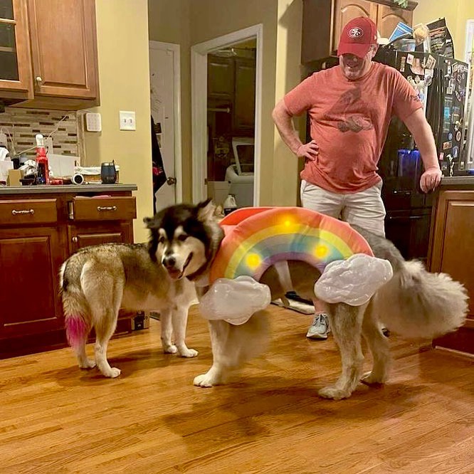 Bert 🐾♥️🐾 (rescue name was George) arrived to the rescue looking so sad and heart worm positive. We were so thankful to his family who cared for Bert and made him all better 🙌🏼. His Halloween costume is just too cute! He looks so handsome with his sister too. Thank you for adopting this sweet boy 🙌🏼. He was truly a favorite 😍 they all are but Bert has an incredible soulfulness that touches our hearts. We understand rescue dogs aren’t for everyone and that’s ok. We hope all dogs get the best care and that their parents learn about positive reinforcement rewards based training to build trust and a healthy bond.  Let’s learn together and make their world a better place 🐾♥️🐾 <a target='_blank' href='https://www.instagram.com/explore/tags/chaampmalamutes/'>#chaampmalamutes</a> <a target='_blank' href='https://www.instagram.com/explore/tags/rescuedogsofinstagram/'>#rescuedogsofinstagram</a> <a target='_blank' href='https://www.instagram.com/explore/tags/northernbreed/'>#northernbreed</a>