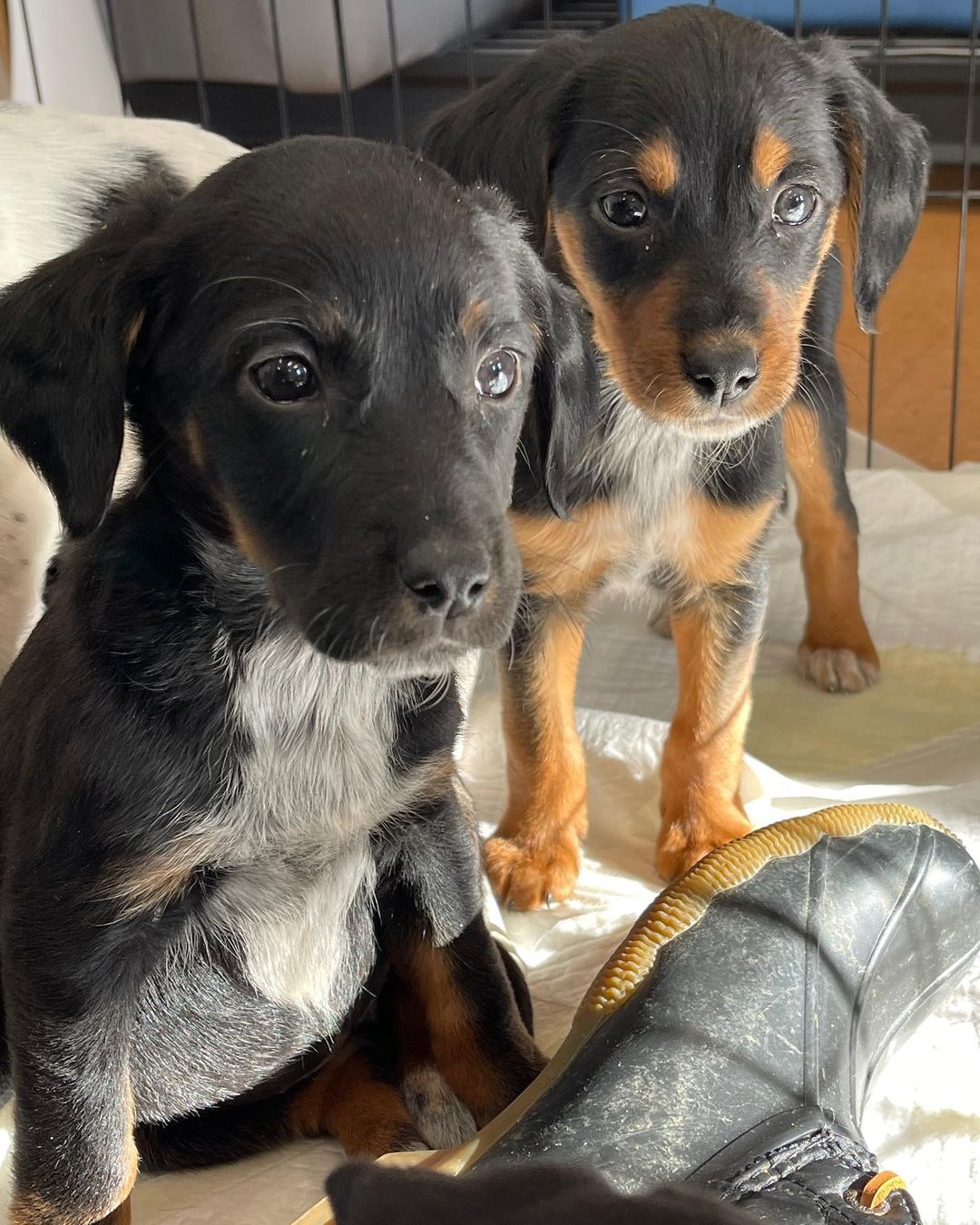 The sun setting an hour earlier - negative. ☀️ A new litter of puppies - huge positive!!!! 🐾 We just got in TEN 8 week old heeler/hound puppies. We believe they’ll be medium sized dogs. If you’re interested please submit an application and reference the “heeler/hound” litter. **please note we will not being reviewing applications until midweek**