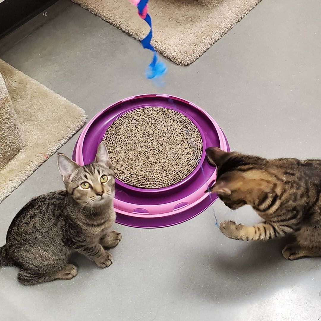 Meet Tom and Jerry! They certainly live up to their namesakes - always up to something and providing lots of laughs. You can meet them at PetSmart!