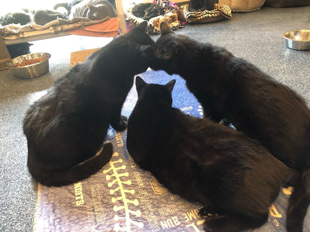 Sharing some of the love between our Rescues we are lucky enough to see everyday at Barbs. 💕🐈‍⬛🐈‍⬛🐈‍⬛💕