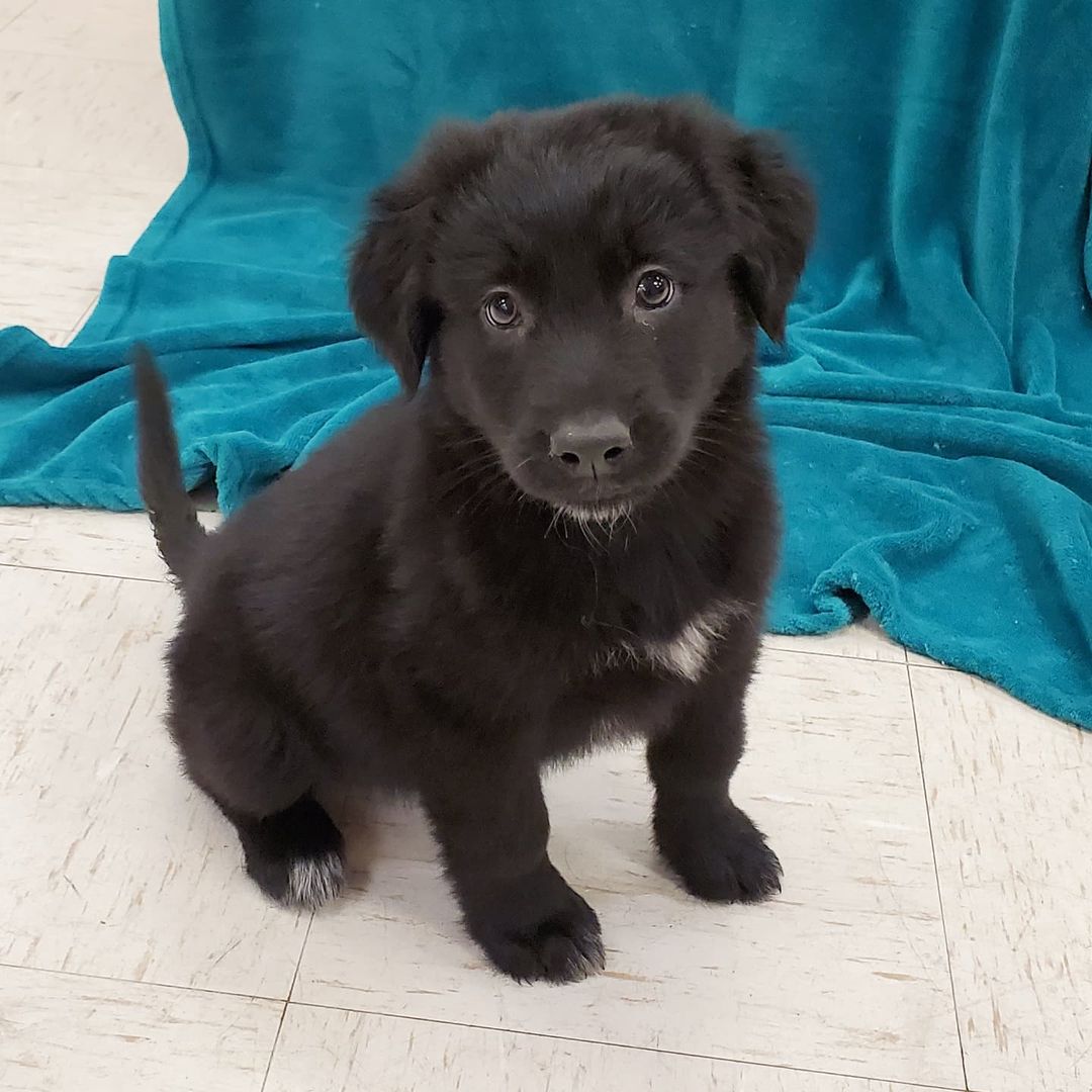 Meeko is one of several puppies we have looking for a home. See them on our website Www.friendsofcooscountyanimals.org