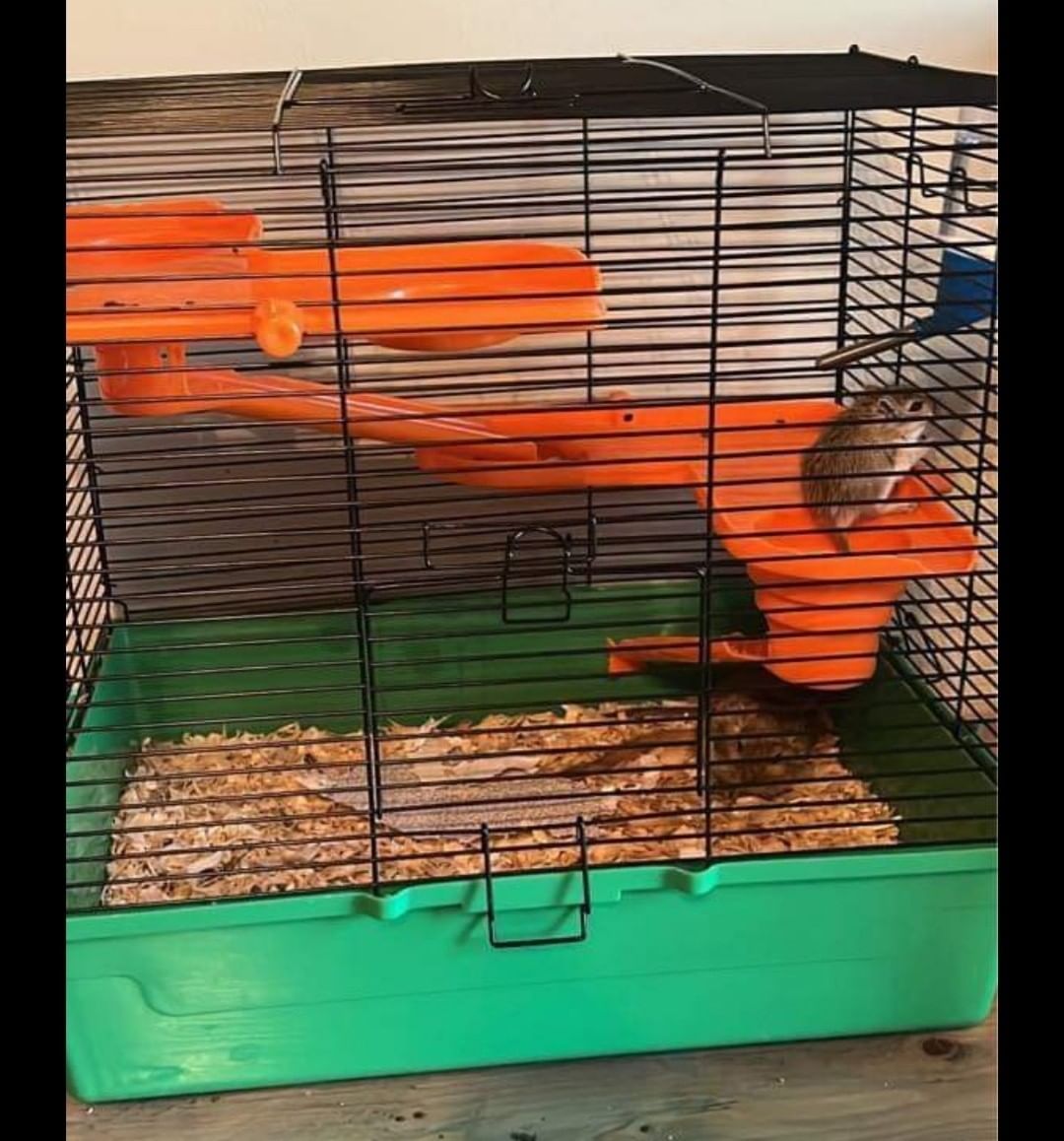 COURTESY POST:

Girbils for re-home.

One 8 month old and Two 2 month old gerbils to good home. 3 total. All males. The oldest is the father of the 2 babies. They do best in groups so rehoming together with this cage shown. They’re tame and friendly.. raised by my 2 girls. We are keeping the female group so we don’t have more babies! 

Easy to care for and super fun for kids.

Please contact Garay.kelley@gmail.com if interested.

Video in comments.