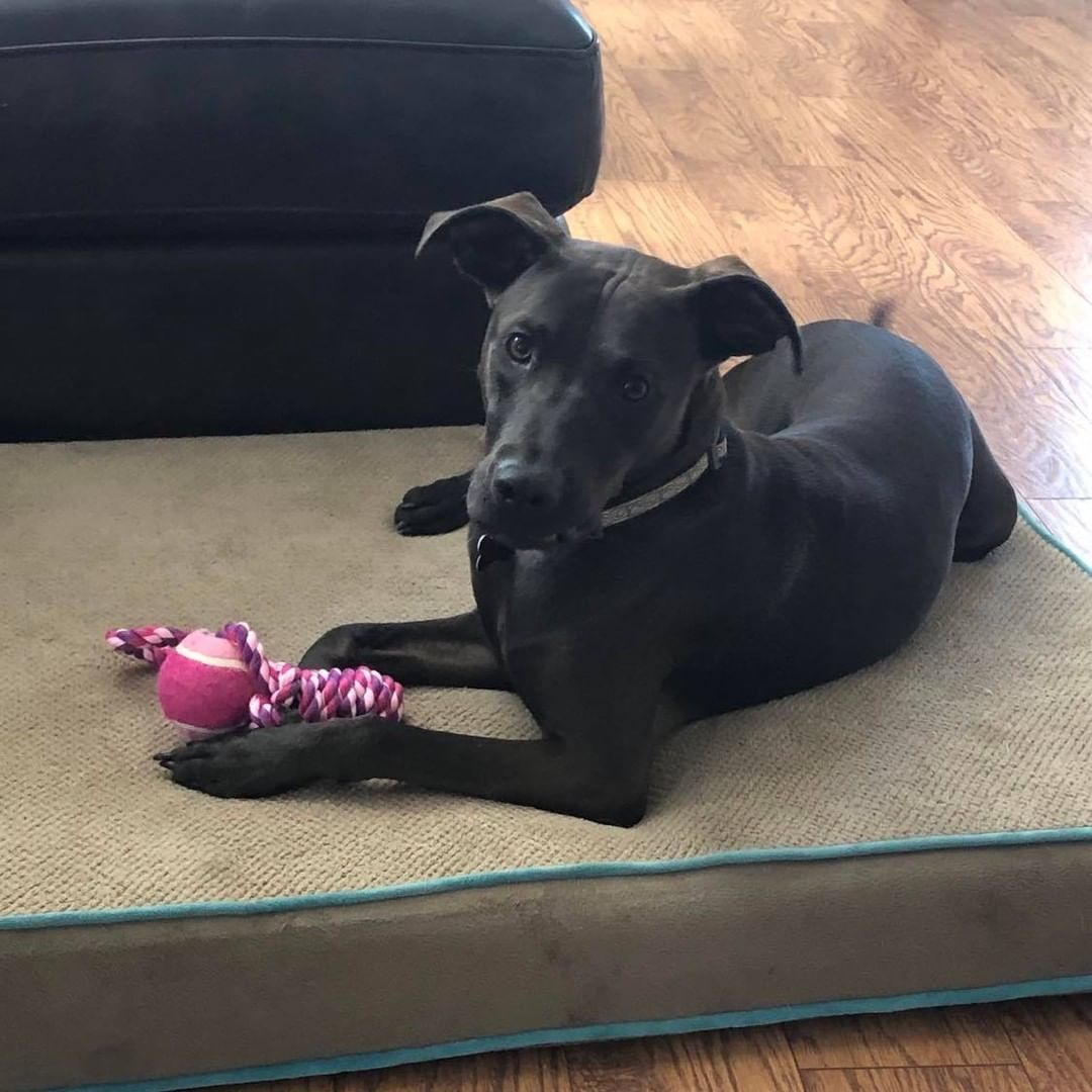 Waiting for bedtime on the Monday after time change be like... 

Miss <a target='_blank' href='https://www.instagram.com/explore/tags/Henny/'>#Henny</a> is still looking for her perfect home! She's about a year old, 45 pounds and super smart! . She can sit, shake and roll over! 

In her short time on earth, there has been a lot of change in her life, so she can be leery of new things without a confident leader to look to. But she is an awesome dog! People and dog friendly (cats unknown). 

Apply at redbarnrescue.com to meet Henny and see if she is the <a target='_blank' href='https://www.instagram.com/explore/tags/peanutbuttertoyourjelly/'>#peanutbuttertoyourjelly</a> 

<a target='_blank' href='https://www.instagram.com/explore/tags/timechangeblues/'>#timechangeblues</a>  <a target='_blank' href='https://www.instagram.com/explore/tags/redbarnrescue/'>#redbarnrescue</a> <a target='_blank' href='https://www.instagram.com/explore/tags/adoptabledogs/'>#adoptabledogs</a> <a target='_blank' href='https://www.instagram.com/explore/tags/blacklab/'>#blacklab</a> <a target='_blank' href='https://www.instagram.com/explore/tags/sitshakerollover/'>#sitshakerollover</a>