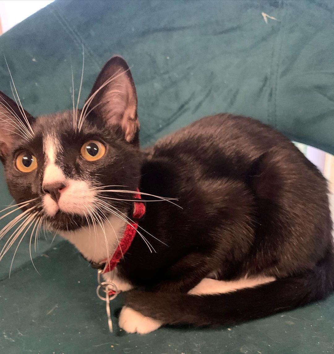 Gordon is still available for adoption 🤍🖤 If you would like to give this lovely cat a home, please reach out to us. I mean look at this cutie pie 🥺