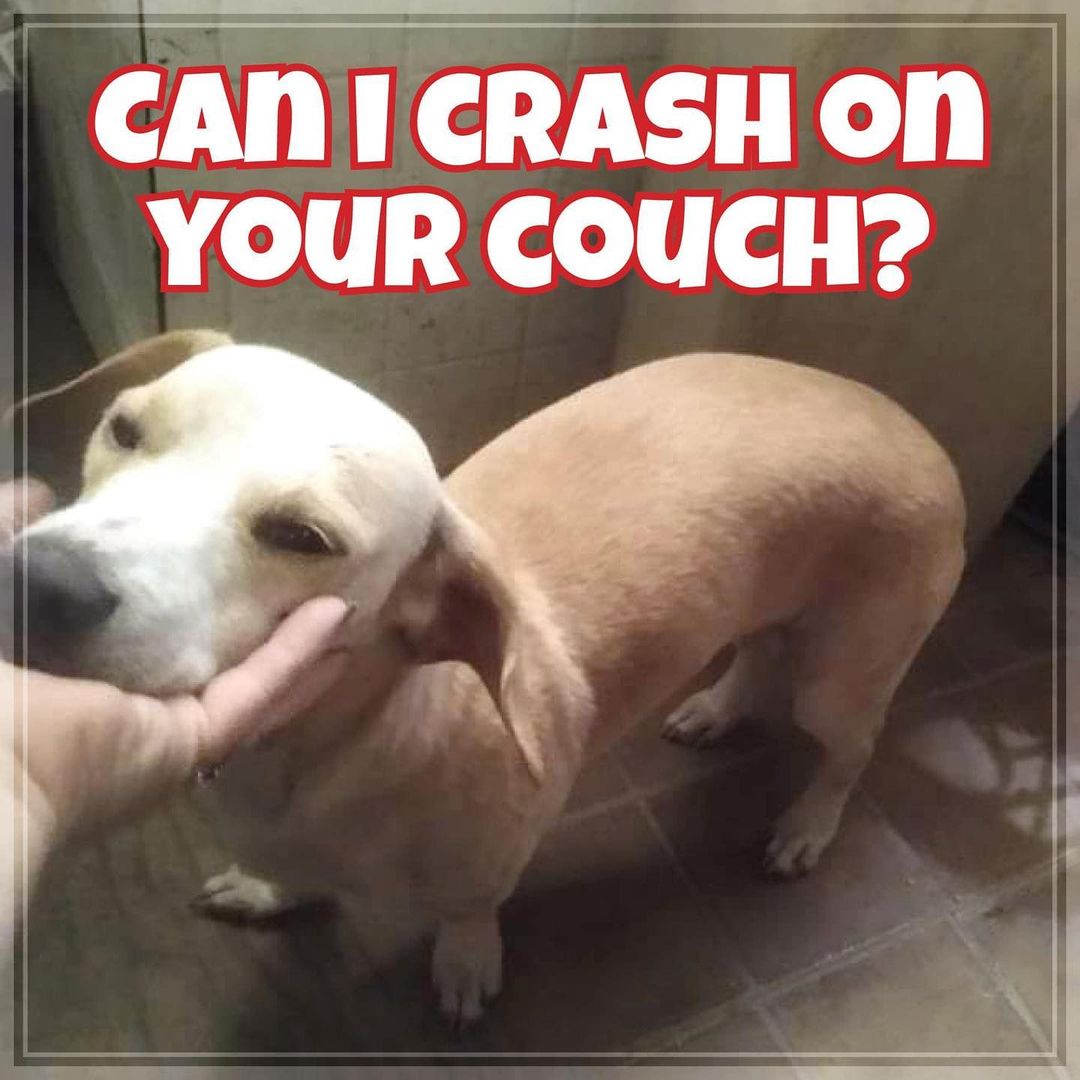 ‼️FOSTER NEEDED‼️This sweet puppy needs a one-way ticket out of an overcrowded shelter. We will be rescuing a few dogs from this shelter soon but we never break up a family. His brother has a committed foster but we still someone to step up for this little guy. He is six months old and probably some kind of Beagle mix. Please look past the bad photo and just see a sweet soul that needs to get out of that scary loud place and into a warm, loving bed asap. As a foster, all food, supplies and medical care is provided - you just have to open your heart and your home. 🐾❤️🏡

Contact us today: savealife@icaredogrescue.org
https://www.icaredogrescue.org/foster