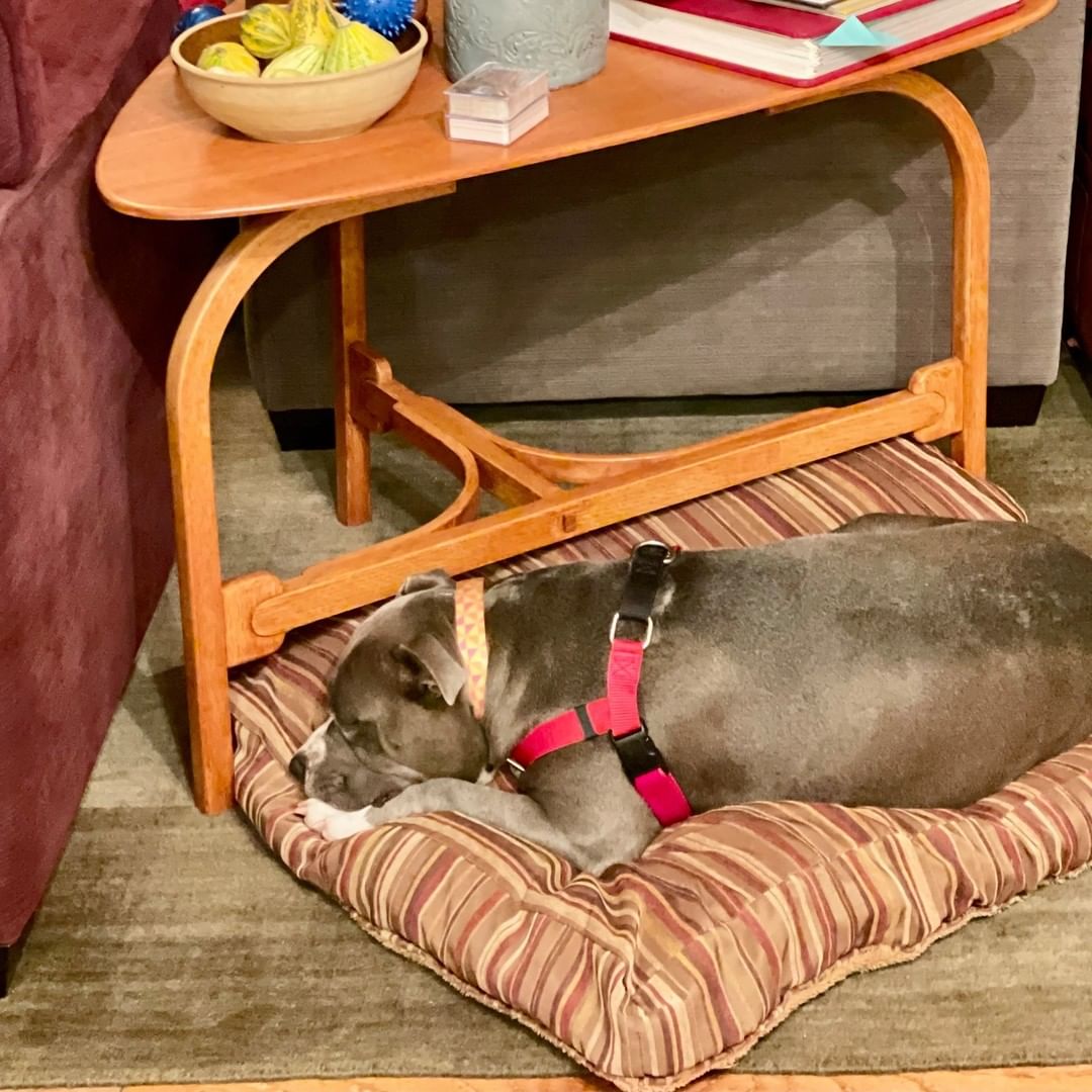 Meet Miss Mamas!🥰😍 Adoption Fee Sponsored by Bug A Bull Dog Education & Rescue! This sweet 5 year old girl is easygoing and very loving, she’ll fit into almost any household. She is great with people,  she has done well with most dogs that she met at YCAS, and she is doing well with another dog while in foster care.
Mamas rides well in the car, loves leisure walks, she seems to be crate trained and potty trained.
If you’re looking for a dear companion and someone to curl up with to watch TV in the evening, then Mamas is your perfect match!
Mamas can’t wait to share her life with her new family. You’ll be guaranteed to fall in love with her in no time!
To schedule a meet and greet, please fill out the inquiry form here: https://form.jotform.com/211185927125051.
<a target='_blank' href='https://www.instagram.com/explore/tags/adopt/'>#adopt</a> <a target='_blank' href='https://www.instagram.com/explore/tags/ycasca/'>#ycasca</a> <a target='_blank' href='https://www.instagram.com/explore/tags/ycascares/'>#ycascares</a> <a target='_blank' href='https://www.instagram.com/explore/tags/ycasfriends/'>#ycasfriends</a> <a target='_blank' href='https://www.instagram.com/explore/tags/yolocounty/'>#yolocounty</a> <a target='_blank' href='https://www.instagram.com/explore/tags/woodlandcali/'>#woodlandcali</a> <a target='_blank' href='https://www.instagram.com/explore/tags/adoptme/'>#adoptme</a> <a target='_blank' href='https://www.instagram.com/explore/tags/daviscal/'>#daviscal</a> <a target='_blank' href='https://www.instagram.com/explore/tags/daviscalifornia/'>#daviscalifornia</a> <a target='_blank' href='https://www.instagram.com/explore/tags/davisca/'>#davisca</a> <a target='_blank' href='https://www.instagram.com/explore/tags/westsac/'>#westsac</a> <a target='_blank' href='https://www.instagram.com/explore/tags/westsacramento/'>#westsacramento</a> <a target='_blank' href='https://www.instagram.com/explore/tags/westsacramentoca/'>#westsacramentoca</a> <a target='_blank' href='https://www.instagram.com/explore/tags/yolocountyanimalshelter/'>#yolocountyanimalshelter</a> <a target='_blank' href='https://www.instagram.com/explore/tags/mamasdog/'>#mamasdog</a> <a target='_blank' href='https://www.instagram.com/explore/tags/mamas/'>#mamas</a> <a target='_blank' href='https://www.instagram.com/explore/tags/sweetdog/'>#sweetdog</a> <a target='_blank' href='https://www.instagram.com/explore/tags/adoptable/'>#adoptable</a>