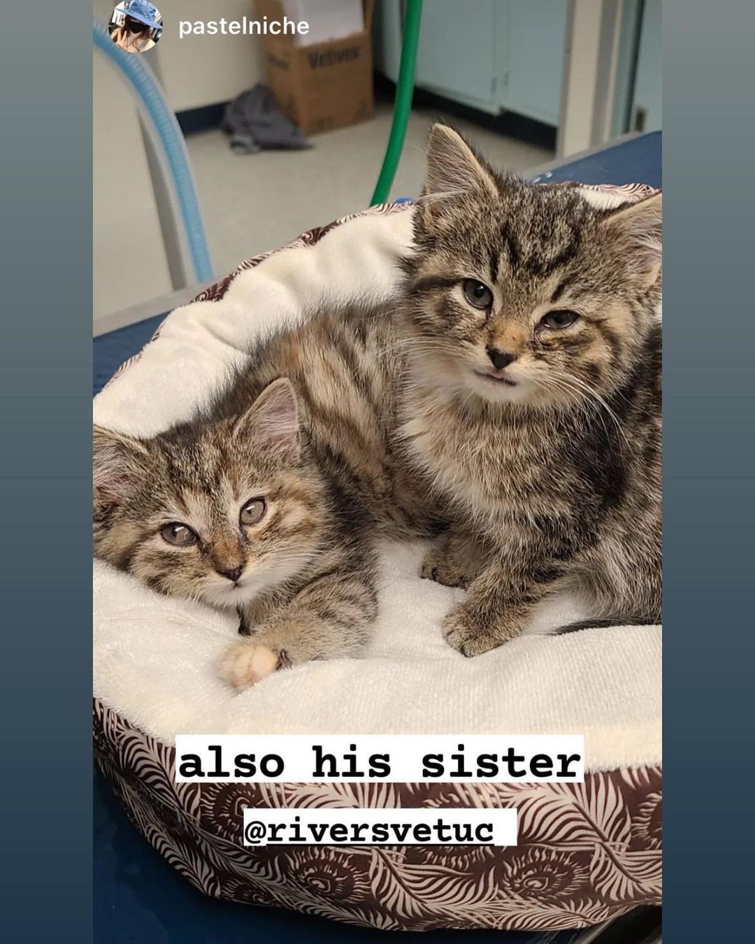 Find a veterinary staff that loves your pets the way you do! Thanks to @pastelniche, @kris10umling, and everyone at @riversvetuc for taking such great care of our kittens last week! 😍