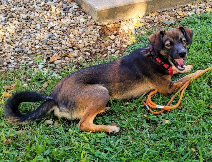 The unsinkable Molly Brown is starting to take it personal that her sister Raleigh was adopted and she still sits waiting.

She is downright adorable at just 20lbs.  She has spunk, sass and an abundance of love to share.

Molly does best with dogs larger than her, DNA takes over and she wants to herd small dogs like sheep. 

Our best guess is she has Kelpie in her gene's based on behavior and looks.  At 10 months she has gained a few pounds and remained at the same height. 

She is a small girl often fooling people into thinking she is a shepherd pup.  The GSD's in her foster neighborhood point and snicker at the thought.

Put in an application today to meet this gem of a dog.  She is loyal and loving with a huge personality who will keep you laughing at her antics.

www.k9ei.dog