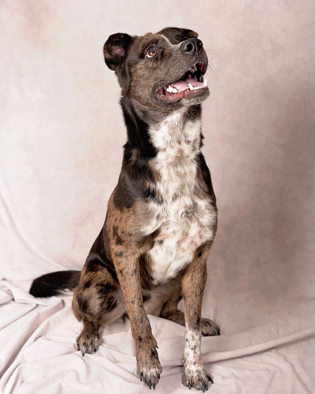 UTAH BOY This shelter will work with our rescue.. we will take a foster that is absolutely committed for the duration with us. Have a Utah Rep that can go evap and help on her end some. She has another foster for us and is full. He is on the adopt floor. These two dogs Hopper and Toad really pull on our hearts. Adoptions are slow for rescue and shelters.. where IS EVERYONE???? Contact me jj4@midrivers.com (Admin Janeen)
Grasshopper: https://www.petfinder.com/dog/grasshopper-53432591/ut/salt-lake-city/salt-lake-county-animal-services-ut07/