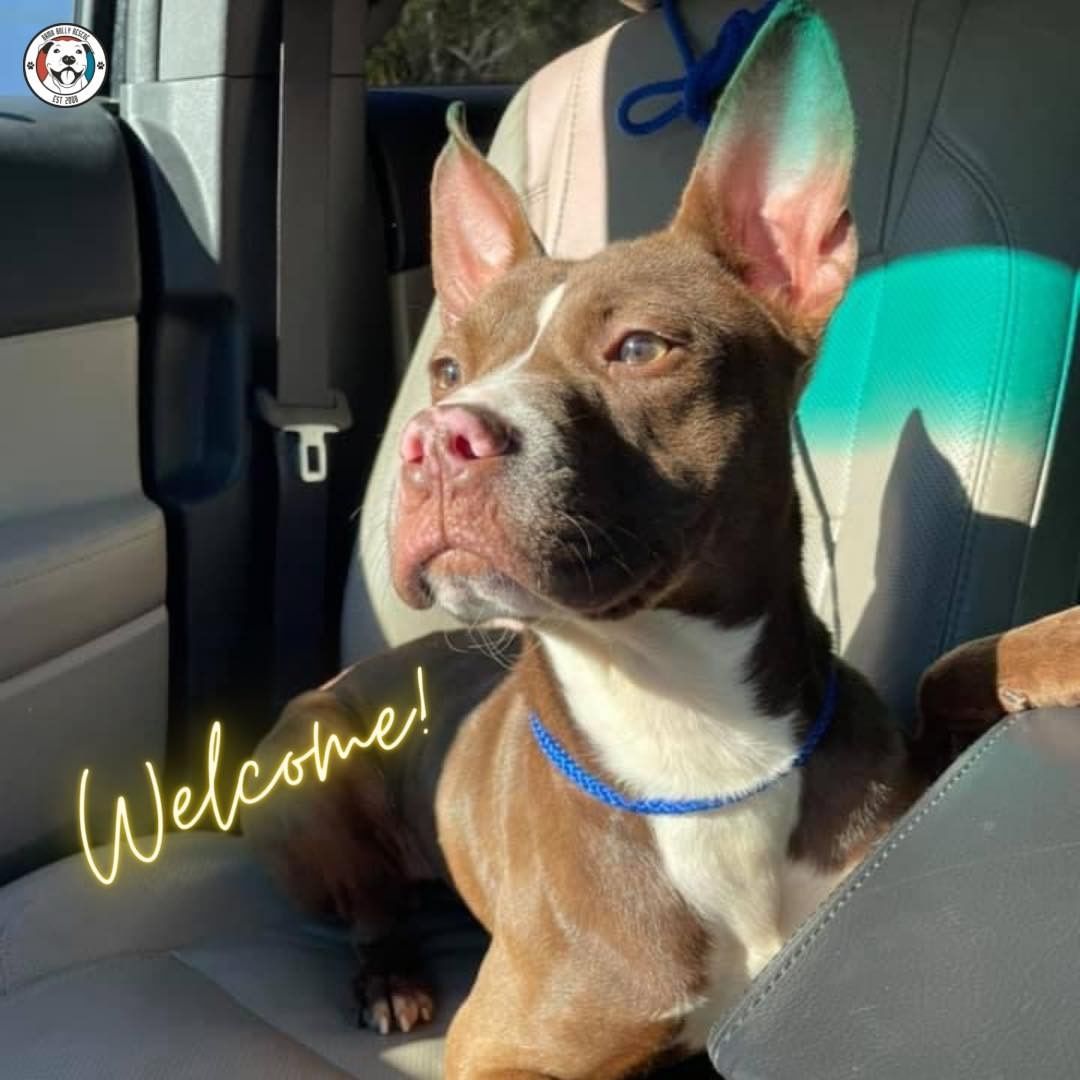 Welcome to the fam, Cleopatra (Cleo)! 👸She got her freedom ride this weekend. Stay tuned for updates! You’re not going to want to miss out on her! She’s an absolute gem! 💎