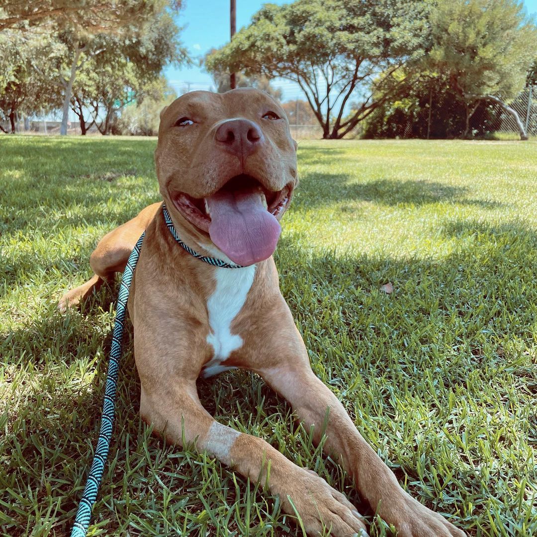 How it’s going vs. how it started.

If you’re new to Real Good Rescue, let us catch you up; it all started when we were sent a video of this beautiful boy was spotted in a driveway in Hawthorne by our friends at @rescuealldogsco in Canada.

Over 30 hours was spent surveilling him with the incredible team at @dogdayssar and @catching_paws, to finally having him safe in Mike’s trap. He then spent time with @for_pono which lead us to reaching out for to @mr.johnflores from @humblek9 who agreed to take him on for proper evaluation. We watched and worked with John and his incredible team @eleanor.andthedogs & @blues_babes, Elvis and other visitor pups that helped Obi work through his fears and distrust of humans, allowing him relax and learn to be a dog. Thank you @xoxlaurenelizabeth @turtsmtl for so generously sponsoring the majority of Obi’s rehabilitation with @humblek9. 

Thank you @rescuealldogsco @djyoc for always advocating from afar for our LA pups.  Thank you @______soyoung______ for connecting us with Veronica and the @dogdayssar team, who brought in Mike Noon.

Thank you @ambiggity for all your help and keeping Obi well fed! 

Thank you to ALL of you who supported Obi’s journey!

This boy is now home with @__gabrie.la and her family and we couldn’t be happier! Here’s to the good life sweet boy!

<a target='_blank' href='https://www.instagram.com/explore/tags/RealGoodRescue/'>#RealGoodRescue</a> <a target='_blank' href='https://www.instagram.com/explore/tags/RealGoodGang/'>#RealGoodGang</a>