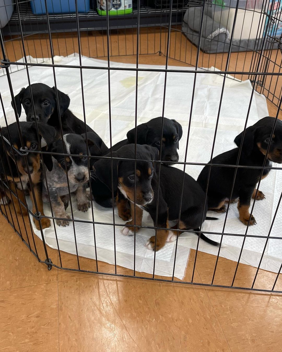 The sun setting an hour earlier - negative. ☀️ A new litter of puppies - huge positive!!!! 🐾 We just got in TEN 8 week old heeler/hound puppies. We believe they’ll be medium sized dogs. If you’re interested please submit an application and reference the “heeler/hound” litter. **please note we will not being reviewing applications until midweek**