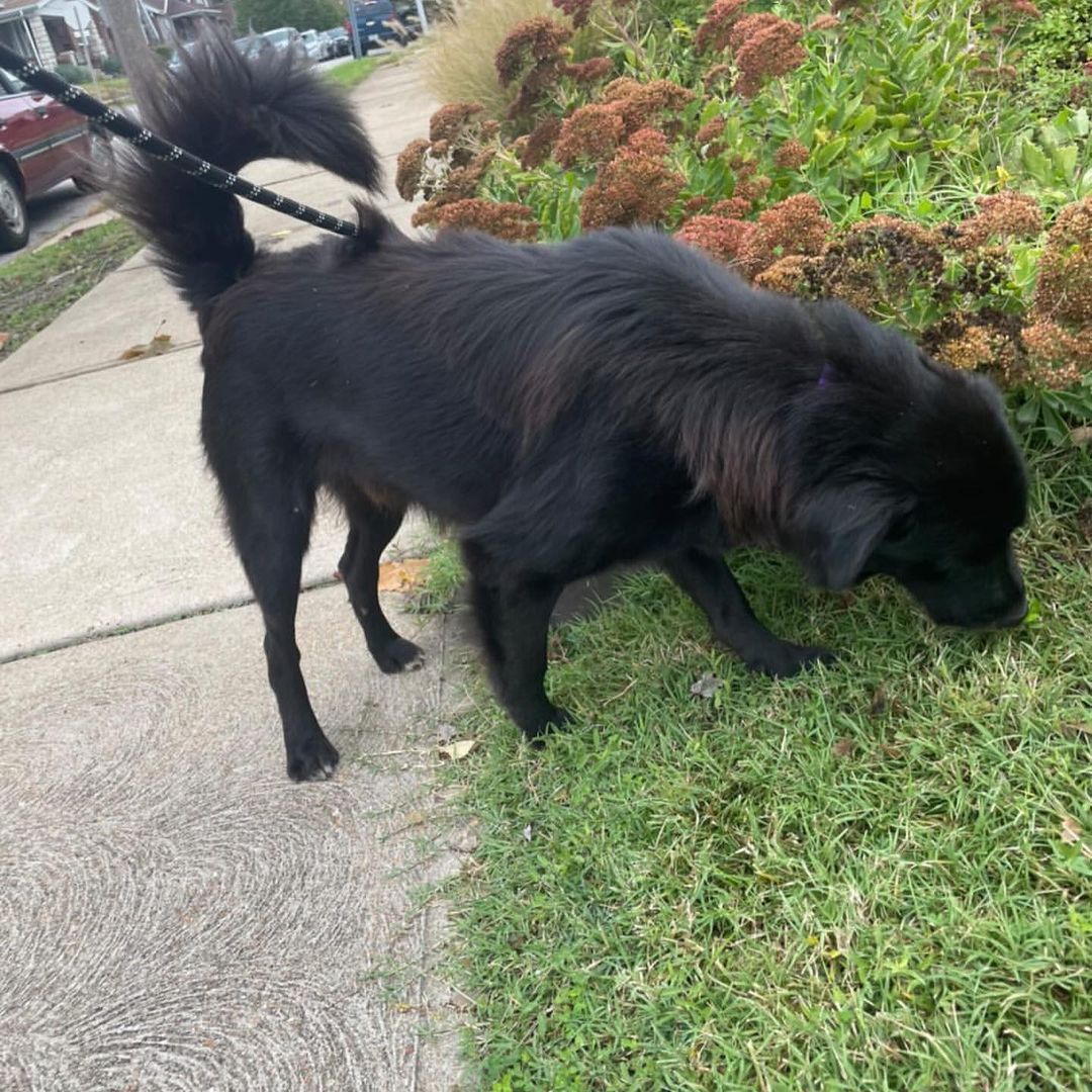 Wow, this boy is a stunner! I don’t know what’s more striking, his golden eyes or that fluffy black fur. Say hello to handsome as heck Hawk! 🖤

Hawk is a very snuggly, loving 3 year old boy who is smaller than he looks at just 37 pounds. He gets along great with other dogs and people and is a little toooo interested in cats so would do best in a feline-free home. He walks well on a leash and loves playtime in the yard or on a hike/walk/run. 🖤

Hawk is a very sweet cuddler and is sure to keep you warm on these cool fall nights. Make him yours today!! 🖤

<a target='_blank' href='https://www.instagram.com/explore/tags/adoptme/'>#adoptme</a> <a target='_blank' href='https://www.instagram.com/explore/tags/handsome/'>#handsome</a> <a target='_blank' href='https://www.instagram.com/explore/tags/stunning/'>#stunning</a> <a target='_blank' href='https://www.instagram.com/explore/tags/rescuedog/'>#rescuedog</a> <a target='_blank' href='https://www.instagram.com/explore/tags/blackdogsrock/'>#blackdogsrock</a> <a target='_blank' href='https://www.instagram.com/explore/tags/dogsofstl/'>#dogsofstl</a> <a target='_blank' href='https://www.instagram.com/explore/tags/dogsofstlouis/'>#dogsofstlouis</a> <a target='_blank' href='https://www.instagram.com/explore/tags/thoseeyes/'>#thoseeyes</a> <a target='_blank' href='https://www.instagram.com/explore/tags/familydog/'>#familydog</a> <a target='_blank' href='https://www.instagram.com/explore/tags/mediumdog/'>#mediumdog</a> <a target='_blank' href='https://www.instagram.com/explore/tags/goodboy/'>#goodboy</a> <a target='_blank' href='https://www.instagram.com/explore/tags/cuddler/'>#cuddler</a> <a target='_blank' href='https://www.instagram.com/explore/tags/fluffy/'>#fluffy</a> <a target='_blank' href='https://www.instagram.com/explore/tags/homefortheholidays/'>#homefortheholidays</a>