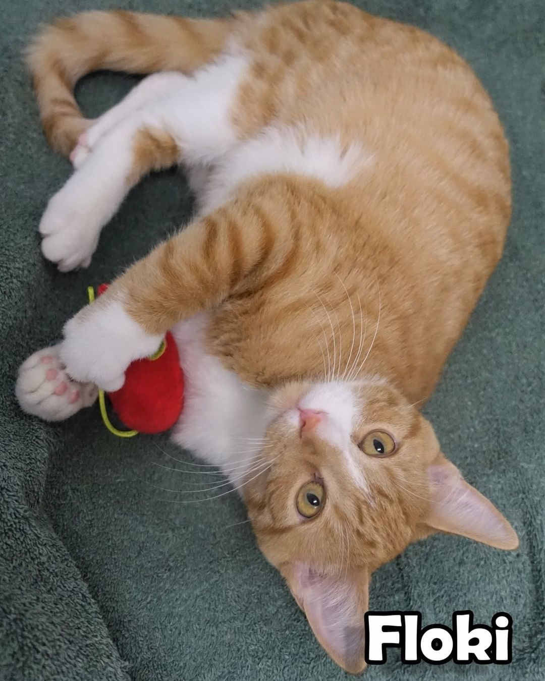 Sweet playful Floki is searching for his forever home!

To learn more about this handsome boy visit: http://www.portageanimalwelfaresociety.com/wordpress/?p=8850