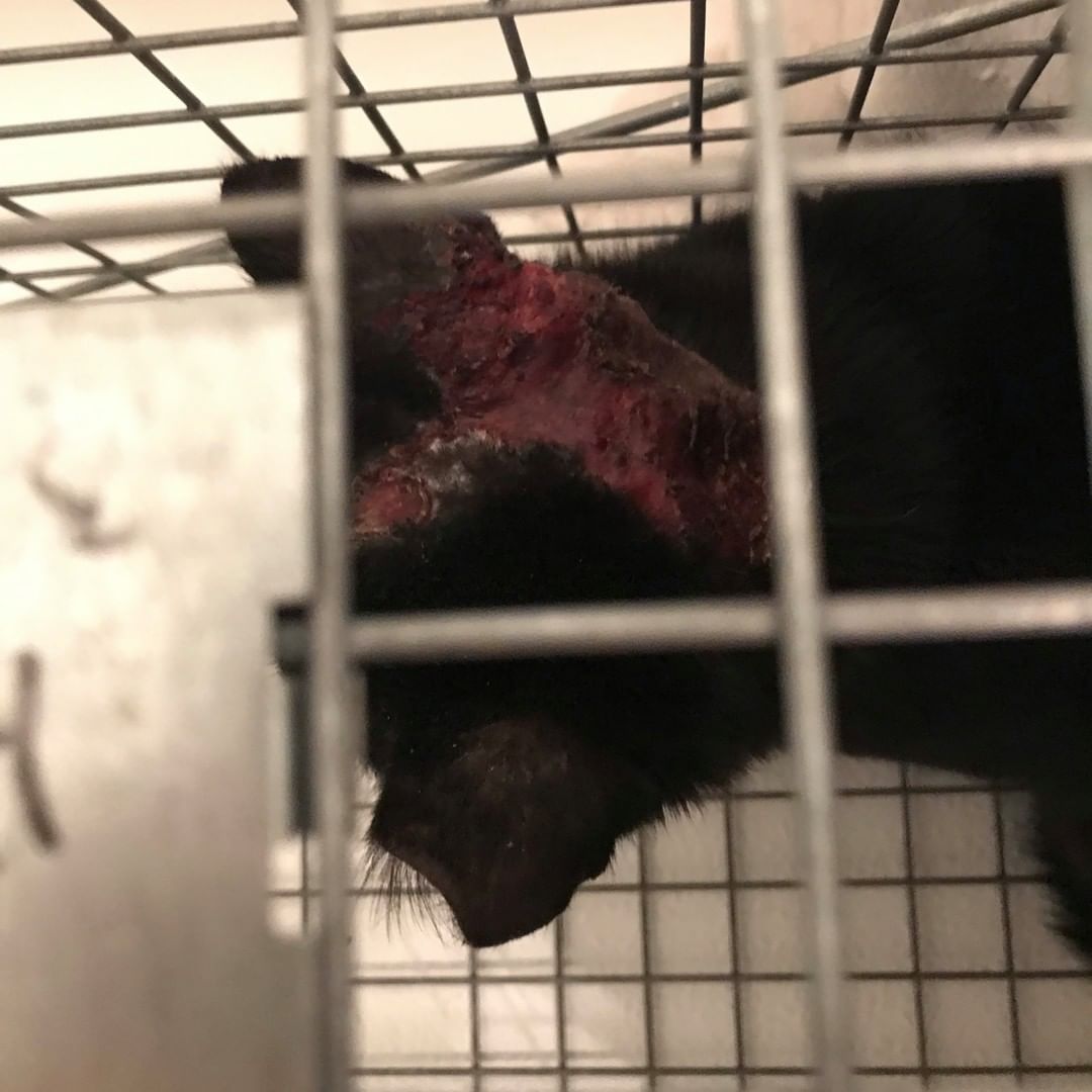 BE ON ALERT FOR SUSPECTED ON-GOING ANIMAL CRUELTY IN NORFOLK’S HIGHLAND PARK NEIGHBORHOOD

Case file is now opened with Norfolk Animal Control.

⚠️CAUTION: GRUESOME PHOTOS SHOW SEVERE BURNS ON CAT’s HEAD⚠️

This is the SECOND COMMUNITY CAT IN ONE WEEK (& the third this year) found with a burn wound.

Black cats are targeted by people with the worst intentions.

According to Alley Cat Allies, there is no factual evidence that black cats are in greater peril at any point (in October/at Halloween, for instance) any more than cats of all fur colors are at any time of the year.

Cats face real horrors YEAR-ROUND.

If you see (or believe) someone is abusing a cat in your neighborhood, please call the Animal Protection Unit of the Norfolk Police Department @NorfolkPD and REFERENCE THIS CASE (# pending):

Phone: 757-823-4479

Witnessing abuse is traumatic, and it can be hard to keep calm and focused, but PLEASE try to accurately and effectively document (photo, audio/video) and report animal cruelty for our community’s safety.

ANIMAL CRUELTY IS A FELONY in all 50 states and the District of Columbia.

PLEASE help us cover medical costs for these abused kitties, now healing in Feral Affair Network (FAN)’s Recovery Center & Sanctuary. Any overage collected will be used by FAN for other cat’s emergency medical expenses (which add up quickly). 

DONATE NOW
https://www.paypal.me/feralaffairs

Or send checks to: 
Feral Affairs Network
9506 13th Bay Street, Unit B
Norfolk 23518 

Feral Affairs Network (FAN) 501c3 nonprofit group focused on caring for community cats. <a target='_blank' href='https://www.instagram.com/explore/tags/supportFAN/'>#supportFAN</a>