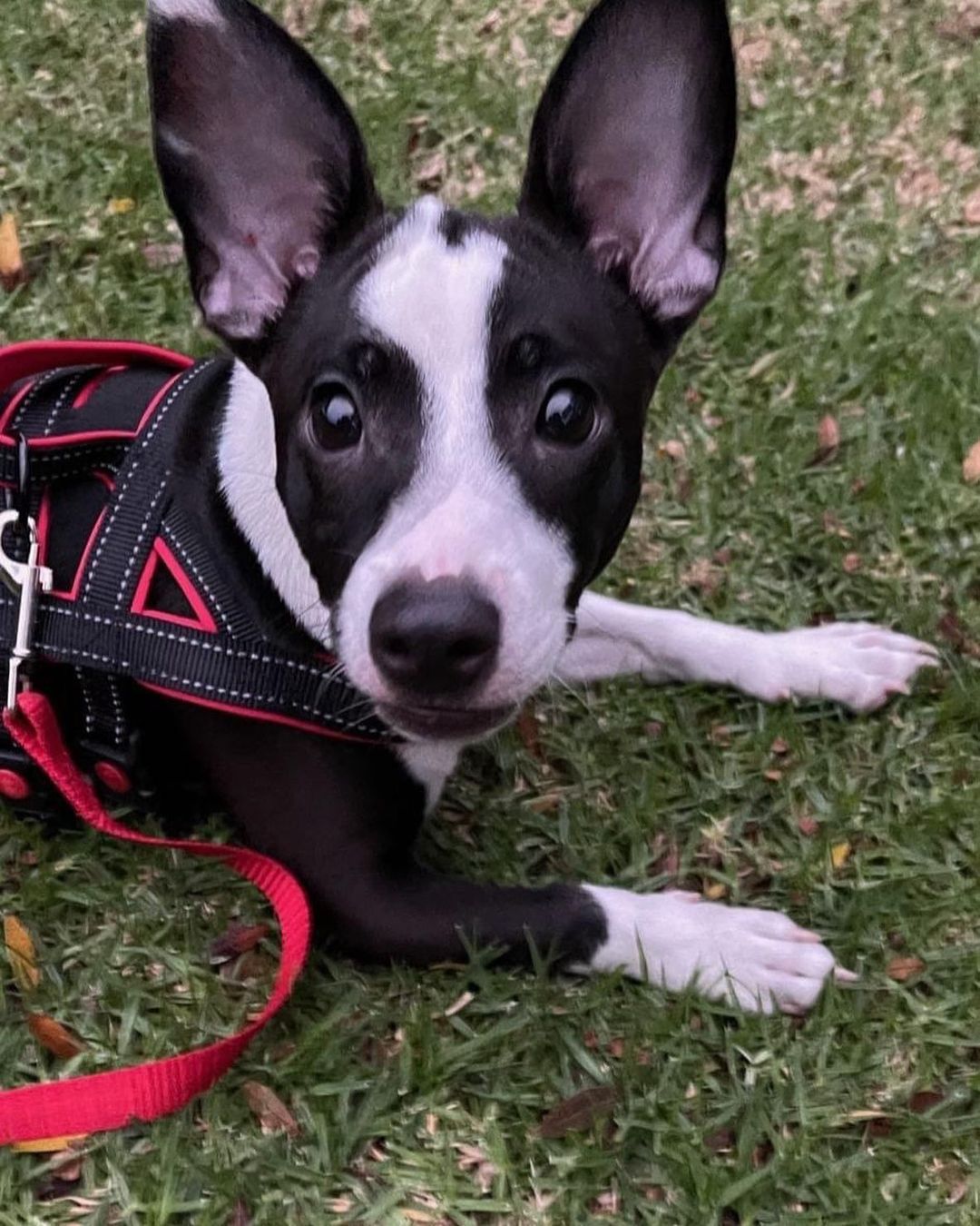 Hi, my name is Rocky. I’m new to Noah’s Bark and available for adoption! I am about 7 months old, so I’m still a young dude finding my way in this big exciting world. There is so much to do and learn! I love to be on the move and explore, so if you are looking for an energetic active puppy, well here I am! I love to play with dog toys and my foster dog brother. I live with a cat, but when I saw him up close, I turned and ran the other way (what was that strange creature?). But my foster mom thinks in time the cat won’t seem so scary. They say I’m a Rat Terrier, but at 17lbs, I’m way bigger than a rat and I don’t actually like rats, so calling me that just seems silly. LOL. Since I’m still a young lad I can be a bit mouthy, my foster Mom is working on that with me, but the nice folks at Noah’s Bark think that a house with small children may not be my best home for that reason. I am doing very well on my potty-training, I am almost a pro! I had a hard start in life, but I am looking forward to having a forever home. One that will give me some structure, help me perfect my manners, and have fun adventures. If you think that is you, please submit an adoption application and, if it looks good, then the Noah’s Bark people will arrange a meet and greet so we can get to know each other. It will be so fun!  <a target='_blank' href='https://www.instagram.com/explore/tags/adopt/'>#adopt</a> <a target='_blank' href='https://www.instagram.com/explore/tags/notaratterrier/'>#notaratterrier</a> <a target='_blank' href='https://www.instagram.com/explore/tags/rescue/'>#rescue</a> <a target='_blank' href='https://www.instagram.com/explore/tags/puppylove/'>#puppylove</a>