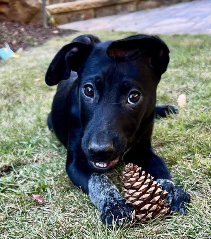 Have you got pinecones in your yard? Are you looking for someone to clean those up for you? Look no further! Yoda is a sweet, loving, good-natured four-month-old puppy. Great with kids and dogs! Apply today! ￼￼ https://releashatlanta.com/dog/1496