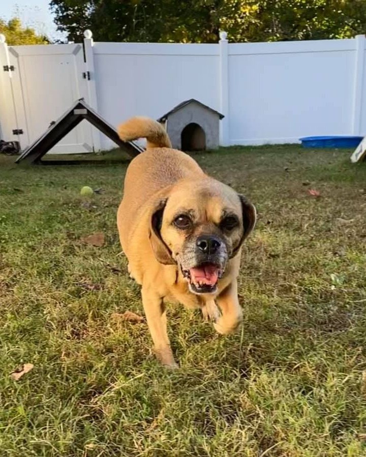 This gorgeous gal is German Butterball Potato, and she is 100% ready for a home to call her own! 🥔

At 12 years old, Butterball is looking for an adopter who will dedicate plenty of time to spoiling her rotten. She was found as a stray, wandering the streets of St. Charles, but that's no way to spend golden years. Instead, her golden years should be full of yummy treats, cozy couches, and hours soaking up the sun!

Help us find this sweet, senior pug a loving home ASAP! Apply here: fiveacresanimalshelter.org/adopt/adoptable-pets-dogs 🐾 <a target='_blank' href='https://www.instagram.com/explore/tags/fiveacresanimalshelter/'>#fiveacresanimalshelter</a> <a target='_blank' href='https://www.instagram.com/explore/tags/safesoundandhomewardbound/'>#safesoundandhomewardbound</a> <a target='_blank' href='https://www.instagram.com/explore/tags/adoptdontshop/'>#adoptdontshop</a>