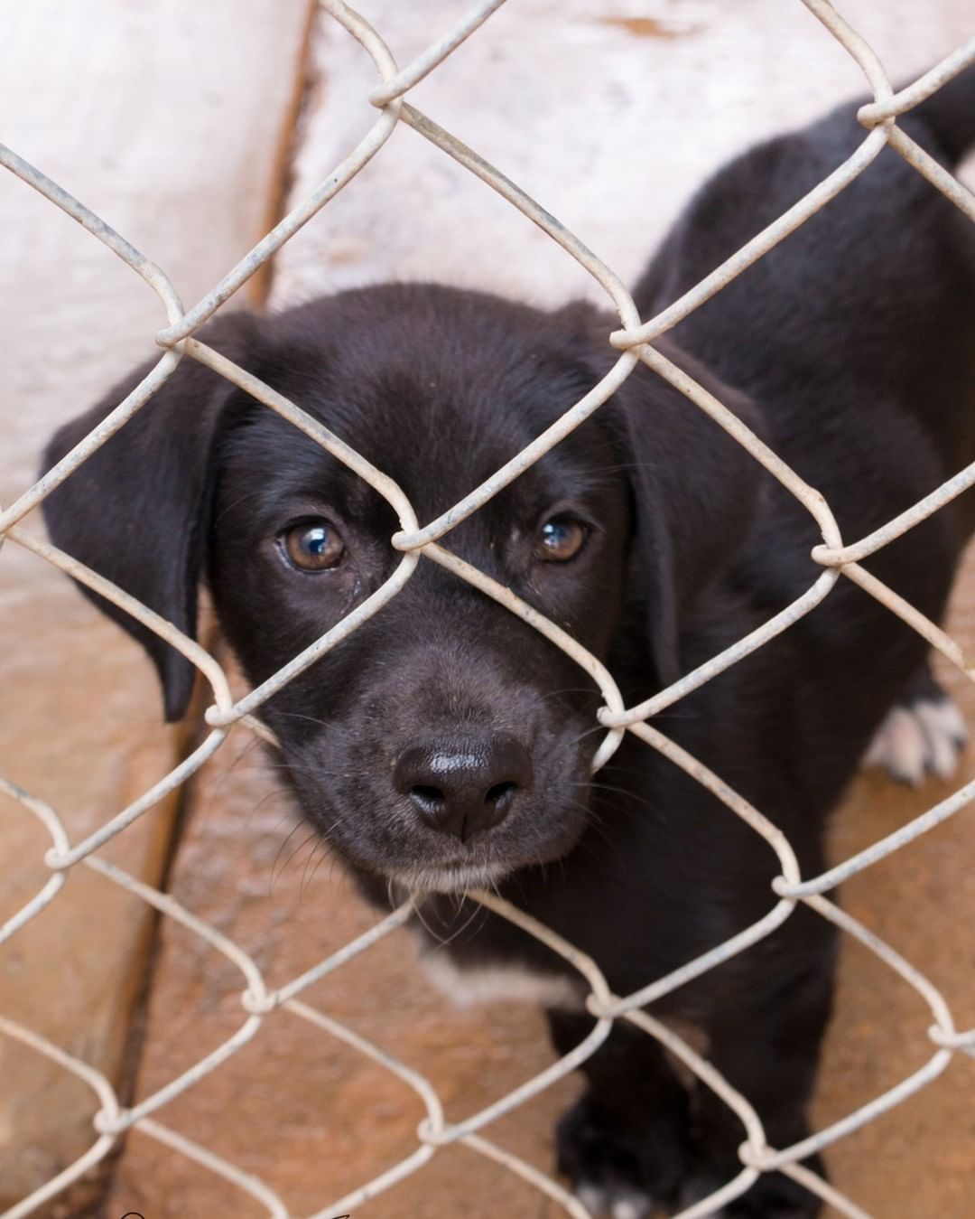 We thought for sure our little puppies would have apps by the dozen! We excitedly posted them this past Tuesday, and were met with surprising silence. Isn't there a loving home (or homes) out there for Bear and Hobo?!