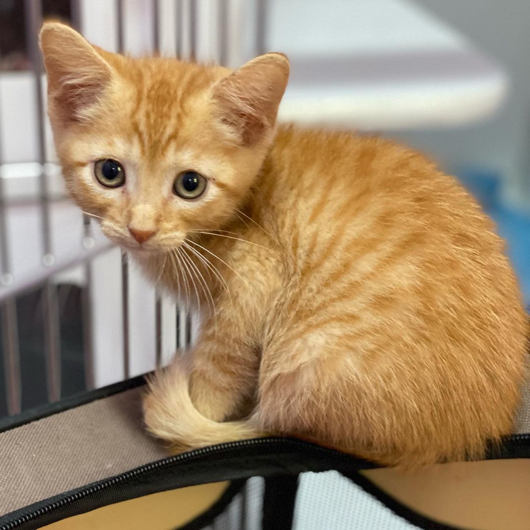 Now that baseball season is over, our baseball kids need a foster home. These four cool boys are about 9 weeks old and very sweet and playful. We need them to go into a foster home for a few weeks until they are fully vetted. If you would like to foster WRIGLEY, DODGER, CAMDEN & FENWAY, please email us at TylerTXCats@gmail.com.