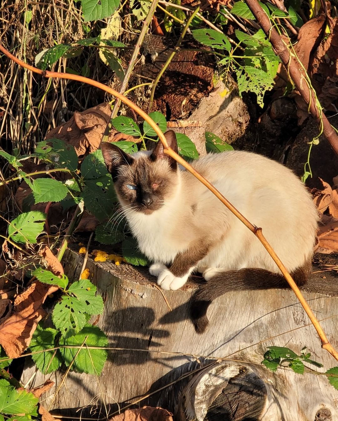 We are currently working on a place with 20 to 30 cats in need of urgent placement.
We cannot share details or location but are hoping Seattle Humane will give us a hand. Fingers crossed 🤞 
So far we captured 9. Luckily most of them are very sweet and friendly and pretty healthy for the most part.