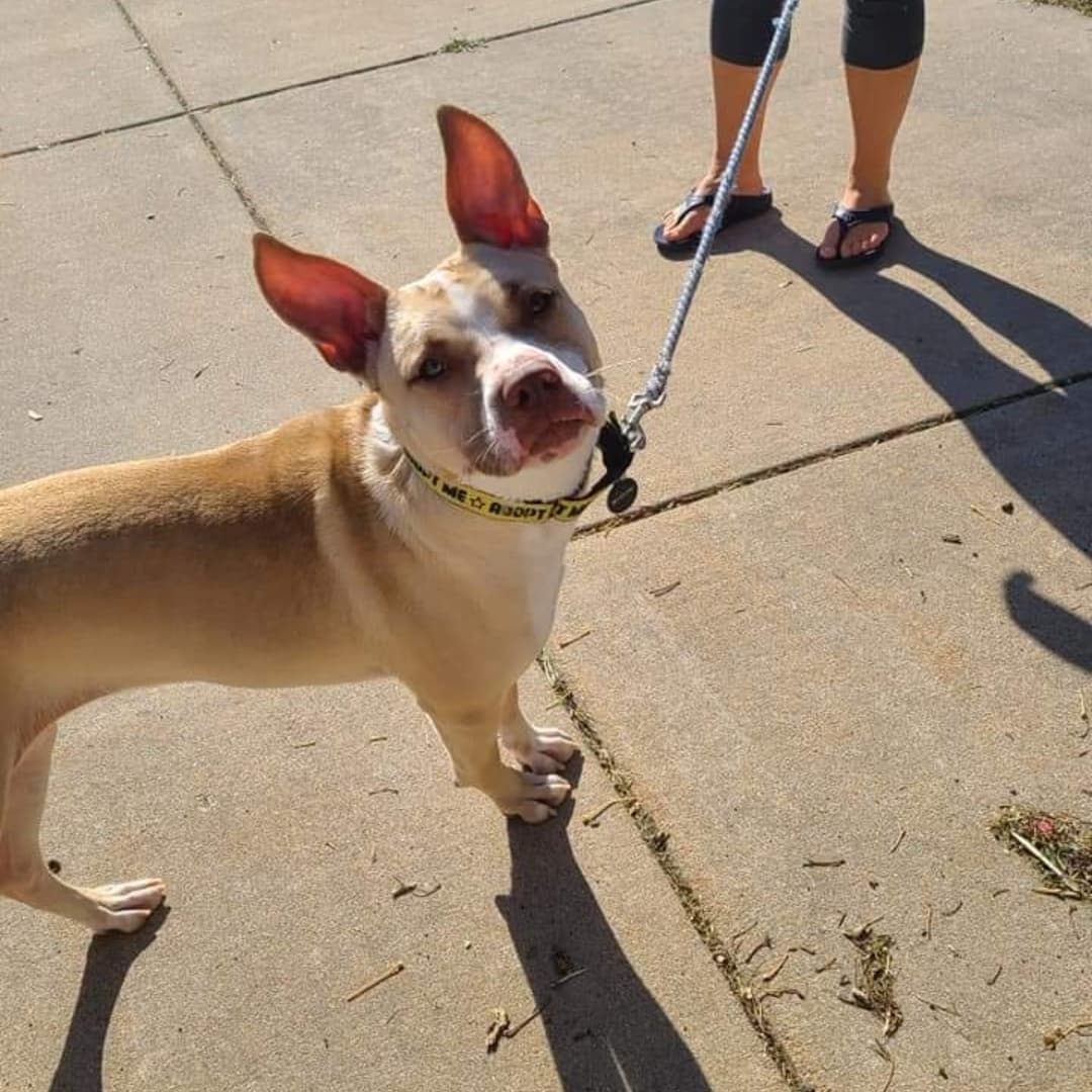 OMGEEEEEEEE! 😍

Meet Willow - an 1.5 year old, female, Boxer mix. She is a fit 48 pound beauty with medium-high energy that loves to go for walks, play with toys, and snuggle on the couch when she is tired. So far, Willow gets along with all humans big and small, dogs, and even the cats she lives with.  She is quiet in her crate overnight and when her foster family is away.  Willow is a smart pup that is very food motivated! She is working hard on mastering some basic commands like sit, come, and lay down.  Willow enjoys learning, puzzles, riding in the car, playing with toys, and is up for any adventure! And if you need a friend to talk to - Willow is all ears!

<a target='_blank' href='https://www.instagram.com/explore/tags/adoptdontshop/'>#adoptdontshop</a>
<a target='_blank' href='https://www.instagram.com/explore/tags/luckymuttswi/'>#luckymuttswi</a>
<a target='_blank' href='https://www.instagram.com/explore/tags/rescuedogsmke/'>#rescuedogsmke</a>
<a target='_blank' href='https://www.instagram.com/explore/tags/doglovers/'>#doglovers</a>
<a target='_blank' href='https://www.instagram.com/explore/tags/rescuedogsofinstagram/'>#rescuedogsofinstagram</a>
<a target='_blank' href='https://www.instagram.com/explore/tags/sweetpup/'>#sweetpup</a>
<a target='_blank' href='https://www.instagram.com/explore/tags/mke/'>#mke</a>
<a target='_blank' href='https://www.instagram.com/explore/tags/mkepup/'>#mkepup</a>
<a target='_blank' href='https://www.instagram.com/explore/tags/wisconsinrescue/'>#wisconsinrescue</a>
<a target='_blank' href='https://www.instagram.com/explore/tags/lovedogs/'>#lovedogs</a>
<a target='_blank' href='https://www.instagram.com/explore/tags/rescue/'>#rescue</a>
<a target='_blank' href='https://www.instagram.com/explore/tags/foster/'>#foster</a>
<a target='_blank' href='https://www.instagram.com/explore/tags/adopt/'>#adopt</a>
<a target='_blank' href='https://www.instagram.com/explore/tags/dogsofinstagram/'>#dogsofinstagram</a>
<a target='_blank' href='https://www.instagram.com/explore/tags/dogrescue/'>#dogrescue</a>
<a target='_blank' href='https://www.instagram.com/explore/tags/beauty/'>#beauty</a>
<a target='_blank' href='https://www.instagram.com/explore/tags/allears/'>#allears</a>
<a target='_blank' href='https://www.instagram.com/explore/tags/family/'>#family</a>
<a target='_blank' href='https://www.instagram.com/explore/tags/bff/'>#bff</a>