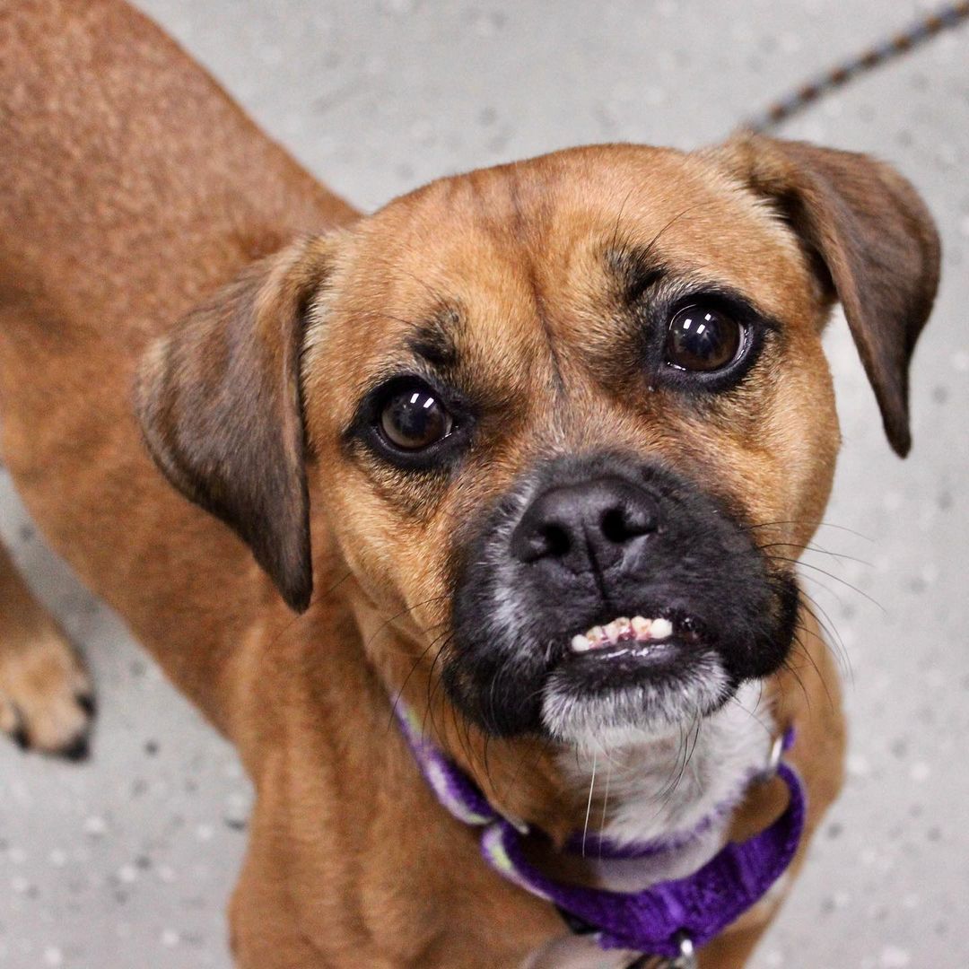 Hi, I’m Honeypot!
Honey is a 4 year old Beagle/Bulldog mix with the cutest underbite. She loves people and snuggling! Honey is a great walker too and won’t mind keeping you active, but spends plenty of time taking naps and cuddling up to her people. For more info or to apply to adopt Honeypot, visit ReachRescue.org.

<a target='_blank' href='https://www.instagram.com/explore/tags/adoptdontshop/'>#adoptdontshop</a> <a target='_blank' href='https://www.instagram.com/explore/tags/dogsofinstagram/'>#dogsofinstagram</a> <a target='_blank' href='https://www.instagram.com/explore/tags/rescuedogsofinstagram/'>#rescuedogsofinstagram</a> <a target='_blank' href='https://www.instagram.com/explore/tags/rescuedog/'>#rescuedog</a> <a target='_blank' href='https://www.instagram.com/explore/tags/rescue/'>#rescue</a> <a target='_blank' href='https://www.instagram.com/explore/tags/reachrescue/'>#reachrescue</a> <a target='_blank' href='https://www.instagram.com/explore/tags/dogs/'>#dogs</a> <a target='_blank' href='https://www.instagram.com/explore/tags/dog/'>#dog</a> <a target='_blank' href='https://www.instagram.com/explore/tags/doggo/'>#doggo</a> <a target='_blank' href='https://www.instagram.com/explore/tags/dogstagram/'>#dogstagram</a> <a target='_blank' href='https://www.instagram.com/explore/tags/dogoftheday/'>#dogoftheday</a> <a target='_blank' href='https://www.instagram.com/explore/tags/dogoftheweek/'>#dogoftheweek</a> <a target='_blank' href='https://www.instagram.com/explore/tags/dogsofinstaworld/'>#dogsofinstaworld</a> <a target='_blank' href='https://www.instagram.com/explore/tags/dog_features/'>#dog_features</a> <a target='_blank' href='https://www.instagram.com/explore/tags/dogsofinsta/'>#dogsofinsta</a> <a target='_blank' href='https://www.instagram.com/explore/tags/dogsofig/'>#dogsofig</a> <a target='_blank' href='https://www.instagram.com/explore/tags/instadog/'>#instadog</a>