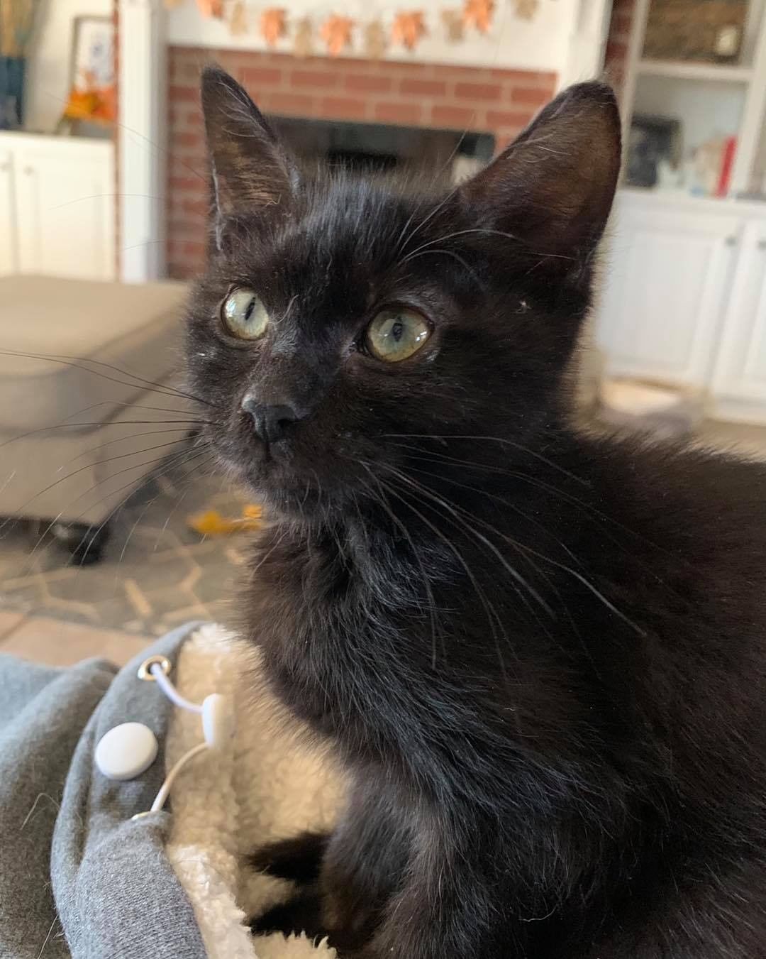 Our eighth black kitty for November is Turtle! He was pulled from a kill shelter with his mom and siblings and taken into foster care. He is a super loving boy who wants to do nothing but snuggle with his foster mom 😻 The pictures don’t do justice to how fuzzy he is! He is good with cats and dogs. Turtle is 3 months old, up to date on vaccines and FIV/FELV negative. To put in an application click on the link below.

https://www.sbanimalrescue.org/adopt