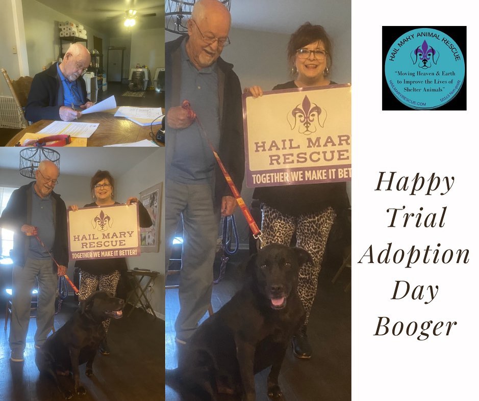 Happy Trial Adoption Day Booger 💖<a target='_blank' href='https://www.instagram.com/explore/tags/hmrbooger/'>#hmrbooger</a>
<a target='_blank' href='https://www.instagram.com/explore/tags/hailmaryrescue/'>#hailmaryrescue</a> <a target='_blank' href='https://www.instagram.com/explore/tags/hmrhelpingtheunderdogs/'>#hmrhelpingtheunderdogs</a> <a target='_blank' href='https://www.instagram.com/explore/tags/hmrtogetherwemakeitbetter/'>#hmrtogetherwemakeitbetter</a>
www.hailmaryrescue.com