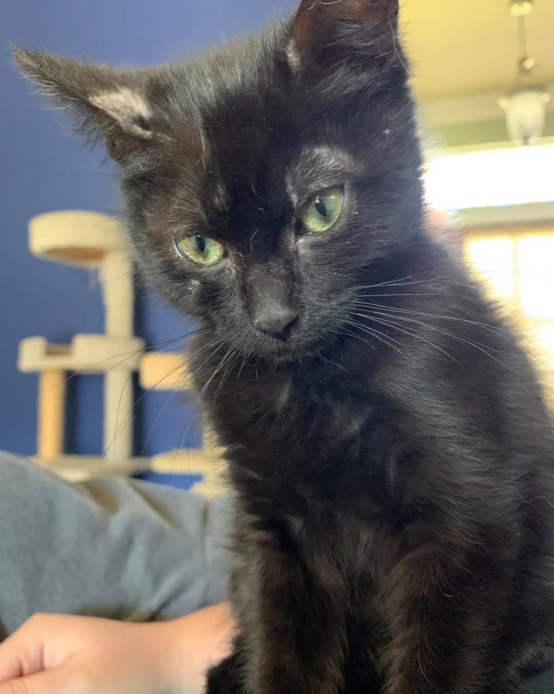 Our eighth black kitty for November is Turtle! He was pulled from a kill shelter with his mom and siblings and taken into foster care. He is a super loving boy who wants to do nothing but snuggle with his foster mom 😻 The pictures don’t do justice to how fuzzy he is! He is good with cats and dogs. Turtle is 3 months old, up to date on vaccines and FIV/FELV negative. To put in an application click on the link below.

https://www.sbanimalrescue.org/adopt
