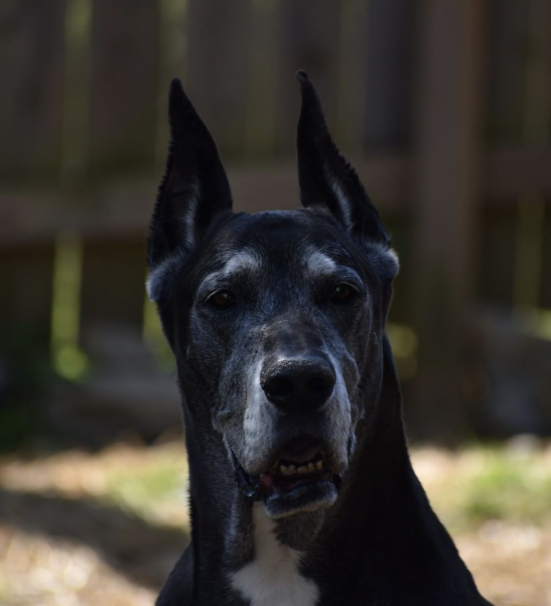 Congratulations to Onyx, the winner of our 2022 Pin Up Pups calendar contest.  Onyx was left at a partner shelter in 2019 as a 9-year-old senior guy.  ITV rescue him and found him a forever home with the Sander family.  Onyx lived the next 2 years being cherished by his family, who called him 