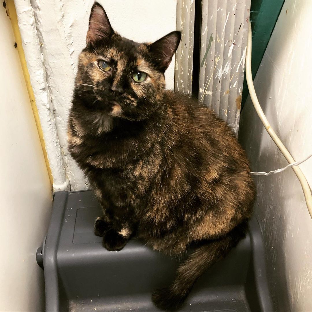 This is Sophie, a lovely senior tortie looking for a forever home 😻, She has a cloudy left eye so she can’t see out of it, but it doesn’t stop her from being super affectionate, she loves getting pets and likes to wiggle when receiving them 😹! Come visit her at Ollie’s Place: 🕦 weekdays 5:30-8pm, weekends 12-5pm <a target='_blank' href='https://www.instagram.com/explore/tags/adoptseniorpets/'>#adoptseniorpets</a>