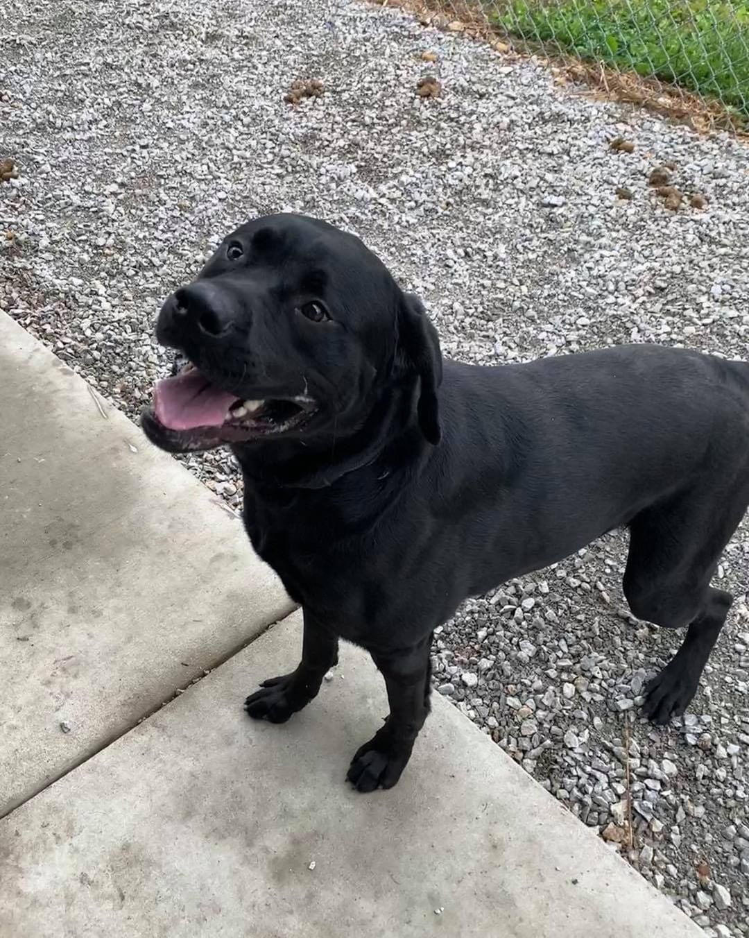 11/7/21 Buddy (DCAS)

Help Buddy find his forever home. 

This is Buddy!  He was picked up as a stray has been at the shelter since July 26th. He is a very friendly, 2 year old black Labrador Retriever mix, possibly with Mastiff.  He weighs approximately 95 pounds, is current on his vaccines, neutered and house trained.  Buddy loves to play with other dogs but because of his size and energy, it may be best for him to be with medium to large dogs. Cats are unknown.  He will be best with older children because of his size and energy level. Let's get this handsome boy out of the shelter and into a great, forever home! 

If interested in adopting Buddy, please complete an application today at: secondchanceforpets.com.

**NOT ALL PETS LISTED ON OUR WEBPAGE ARE IN OUR FOSTER HOMES. WE ALSO MAKE COURTESY POSTS (CP) FOR FAMILIES NEEDING TO PLACE THEIR PET. 
(SC) MEANS THEY ARE IN ONE OF OUR GROUPS FOSTER HOMES
(CP) MEANS THEY ARE STILL WITH THEIR CURRENT OWNER
(DCAS) MEANS THEY ARE AT THE DEWITT COUNTY ANIMAL SHELTER