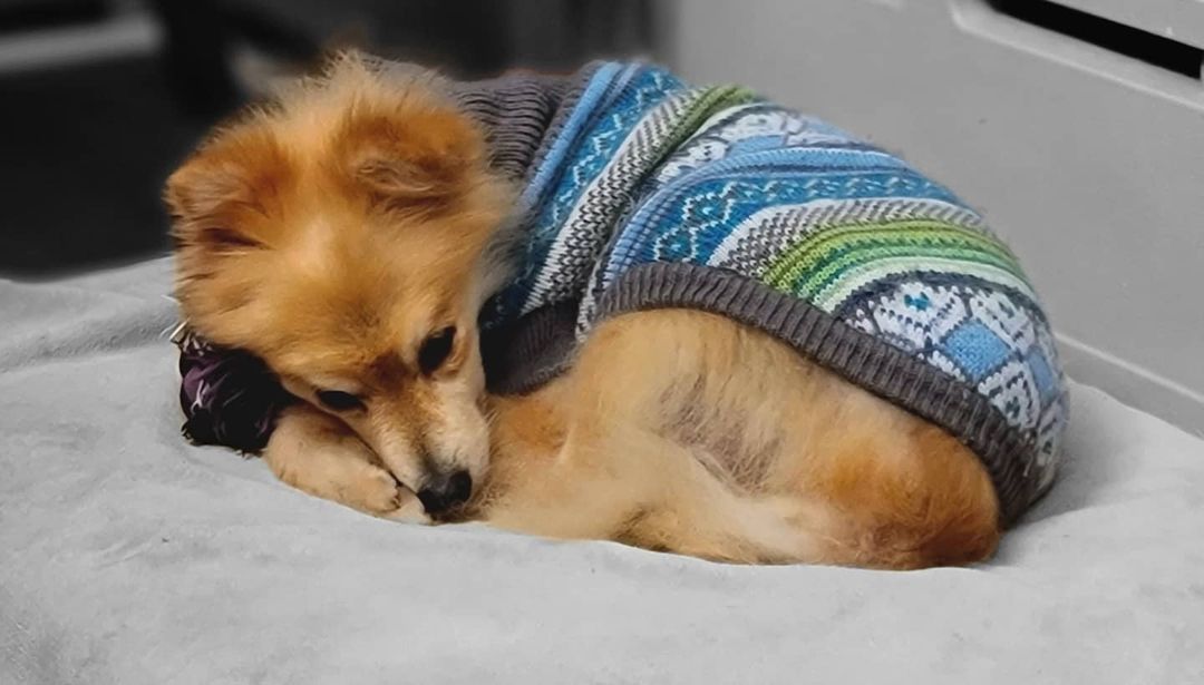 Willy Wonka wishes you all a goodnight!  He is content with his clean sweater warm out of the dryer, a nice warm orthopedic bed, and a warmed rope toy to use as a pillow.  This boy is so sweet, completely house trained, and just happy as can be!  He sees the vet on the 17th with an ultrasound scheduled for the 18th. 
<a target='_blank' href='https://www.instagram.com/explore/tags/pomeranian/'>#pomeranian</a>
<a target='_blank' href='https://www.instagram.com/explore/tags/dog/'>#dog</a> <a target='_blank' href='https://www.instagram.com/explore/tags/dogsofinstagram/'>#dogsofinstagram</a>
<a target='_blank' href='https://www.instagram.com/explore/tags/pom/'>#pom</a> <a target='_blank' href='https://www.instagram.com/explore/tags/puppy/'>#puppy</a> <a target='_blank' href='https://www.instagram.com/explore/tags/pomeranianworld/'>#pomeranianworld</a>
<a target='_blank' href='https://www.instagram.com/explore/tags/pomeranianpuppy/'>#pomeranianpuppy</a>
<a target='_blank' href='https://www.instagram.com/explore/tags/pomeraniansofinstagram/'>#pomeraniansofinstagram</a> <a target='_blank' href='https://www.instagram.com/explore/tags/pomeranianlove/'>#pomeranianlove</a>
<a target='_blank' href='https://www.instagram.com/explore/tags/dogstagram/'>#dogstagram</a> <a target='_blank' href='https://www.instagram.com/explore/tags/instadog/'>#instadog</a>
<a target='_blank' href='https://www.instagram.com/explore/tags/pomeranians/'>#pomeranians</a> <a target='_blank' href='https://www.instagram.com/explore/tags/pompom/'>#pompom</a> <a target='_blank' href='https://www.instagram.com/explore/tags/cute/'>#cute</a> <a target='_blank' href='https://www.instagram.com/explore/tags/puppylove/'>#puppylove</a> <a target='_blank' href='https://www.instagram.com/explore/tags/doglover/'>#doglover</a> <a target='_blank' href='https://www.instagram.com/explore/tags/doglovers/'>#doglovers</a> <a target='_blank' href='https://www.instagram.com/explore/tags/dogoftheday/'>#dogoftheday</a> <a target='_blank' href='https://www.instagram.com/explore/tags/pet/'>#pet</a> <a target='_blank' href='https://www.instagram.com/explore/tags/pomstagram/'>#pomstagram</a> <a target='_blank' href='https://www.instagram.com/explore/tags/puppiesofinstagram/'>#puppiesofinstagram</a> <a target='_blank' href='https://www.instagram.com/explore/tags/pomsofinstagram/'>#pomsofinstagram</a> <a target='_blank' href='https://www.instagram.com/explore/tags/pomeranianlife/'>#pomeranianlife</a> <a target='_blank' href='https://www.instagram.com/explore/tags/pomeranianlovers/'>#pomeranianlovers</a> <a target='_blank' href='https://www.instagram.com/explore/tags/love/'>#love</a> <a target='_blank' href='https://www.instagram.com/explore/tags/ilovemydog/'>#ilovemydog</a> <a target='_blank' href='https://www.instagram.com/explore/tags/dogphotography/'>#dogphotography</a> <a target='_blank' href='https://www.instagram.com/explore/tags/doglove/'>#doglove</a> <a target='_blank' href='https://www.instagram.com/explore/tags/rescue/'>#rescue</a> <a target='_blank' href='https://www.instagram.com/explore/tags/pomeranianrescue/'>#pomeranianrescue</a>