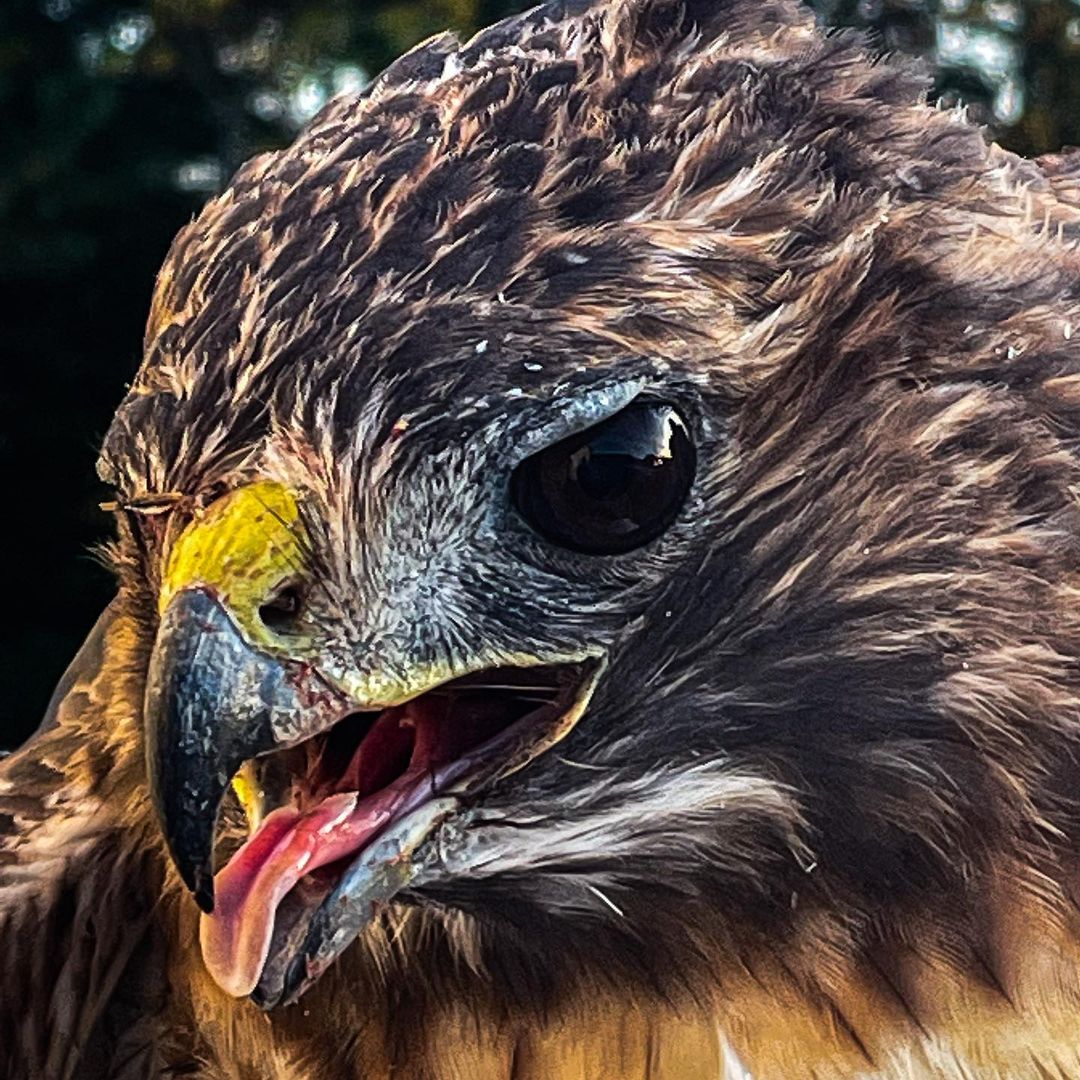 Animal control was dispatched to Washington township for a hawk trapped in between two fences today. 
Once our Officer arrived, she safely freed him from the fence 🙃🙂 The Hawk thankfully sustained no injures during entrapment 😃 

Its Unknown how long he was in that position for, but he will recover with us overnight 😃 Tomorrow he will be released back into the wild!