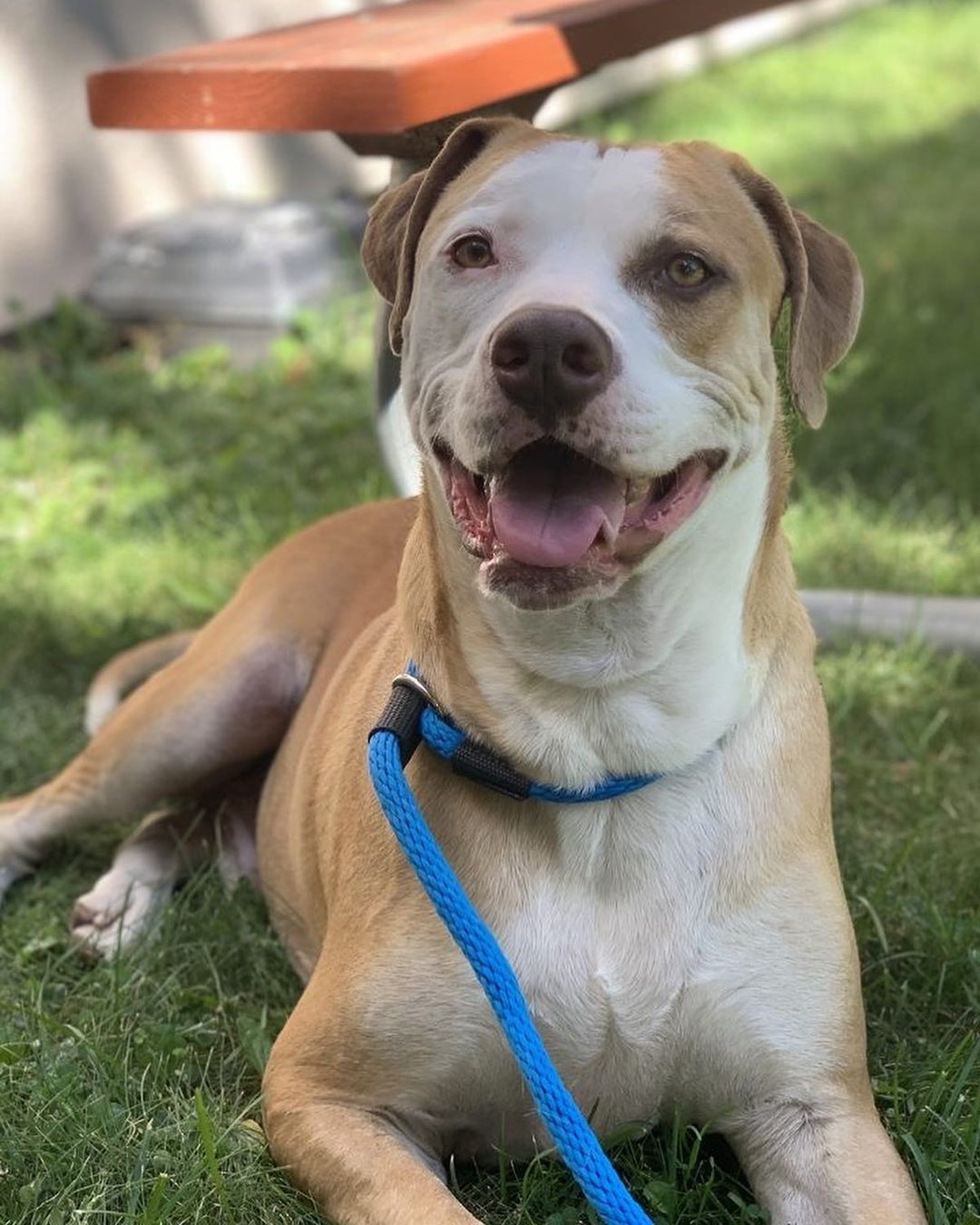 Meet UGGY! ❤
This sweet 88 lbs Labrador mix dog is about 5 years old. 
Uggy is well-mannered on a leash and will sit for pets and treats. Uggy is a total love bug and he's a goofy boy.
With his big doggy smile, he’s ready for someone to take him on adventures.
To learn more about UGGY and to schedule a meet and greet, please fill out the inquiry form here: https://form.jotform.com/211185927125051. <a target='_blank' href='https://www.instagram.com/explore/tags/adoptdontshop/'>#adoptdontshop</a> <a target='_blank' href='https://www.instagram.com/explore/tags/adventure/'>#adventure</a> <a target='_blank' href='https://www.instagram.com/explore/tags/adopt/'>#adopt</a> <a target='_blank' href='https://www.instagram.com/explore/tags/ycascares/'>#ycascares</a> <a target='_blank' href='https://www.instagram.com/explore/tags/ycasfriends/'>#ycasfriends</a> <a target='_blank' href='https://www.instagram.com/explore/tags/ycas/'>#ycas</a> <a target='_blank' href='https://www.instagram.com/explore/tags/yolo/'>#yolo</a> <a target='_blank' href='https://www.instagram.com/explore/tags/yolocounty/'>#yolocounty</a> <a target='_blank' href='https://www.instagram.com/explore/tags/woodlandcalifornia/'>#woodlandcalifornia</a> <a target='_blank' href='https://www.instagram.com/explore/tags/woodlandcal/'>#woodlandcal</a> <a target='_blank' href='https://www.instagram.com/explore/tags/labradormix/'>#labradormix</a> <a target='_blank' href='https://www.instagram.com/explore/tags/adoptalabmix/'>#adoptalabmix</a> <a target='_blank' href='https://www.instagram.com/explore/tags/norcallabradors/'>#norcallabradors</a> <a target='_blank' href='https://www.instagram.com/explore/tags/labradormixesofinstagram/'>#labradormixesofinstagram</a> <a target='_blank' href='https://www.instagram.com/explore/tags/californialove/'>#californialove</a> <a target='_blank' href='https://www.instagram.com/explore/tags/californiadog/'>#californiadog</a> <a target='_blank' href='https://www.instagram.com/explore/tags/daviscalifornia/'>#daviscalifornia</a> <a target='_blank' href='https://www.instagram.com/explore/tags/davisca/'>#davisca</a> <a target='_blank' href='https://www.instagram.com/explore/tags/westsacramento/'>#westsacramento</a> <a target='_blank' href='https://www.instagram.com/explore/tags/westsac/'>#westsac</a> <a target='_blank' href='https://www.instagram.com/explore/tags/adoptadog/'>#adoptadog</a> <a target='_blank' href='https://www.instagram.com/explore/tags/uggydog/'>#uggydog</a> <a target='_blank' href='https://www.instagram.com/explore/tags/bigsmiledog/'>#bigsmiledog</a> <a target='_blank' href='https://www.instagram.com/explore/tags/labretrievermix/'>#labretrievermix</a> <a target='_blank' href='https://www.instagram.com/explore/tags/yolocal/'>#yolocal</a> <a target='_blank' href='https://www.instagram.com/explore/tags/sacramento/'>#sacramento</a> <a target='_blank' href='https://www.instagram.com/explore/tags/labmix/'>#labmix</a> <a target='_blank' href='https://www.instagram.com/explore/tags/labmixesofinstagram/'>#labmixesofinstagram</a> <a target='_blank' href='https://www.instagram.com/explore/tags/yolocountyanimalshelter/'>#yolocountyanimalshelter</a> <a target='_blank' href='https://www.instagram.com/explore/tags/yolocountyanimalservices/'>#yolocountyanimalservices</a>
