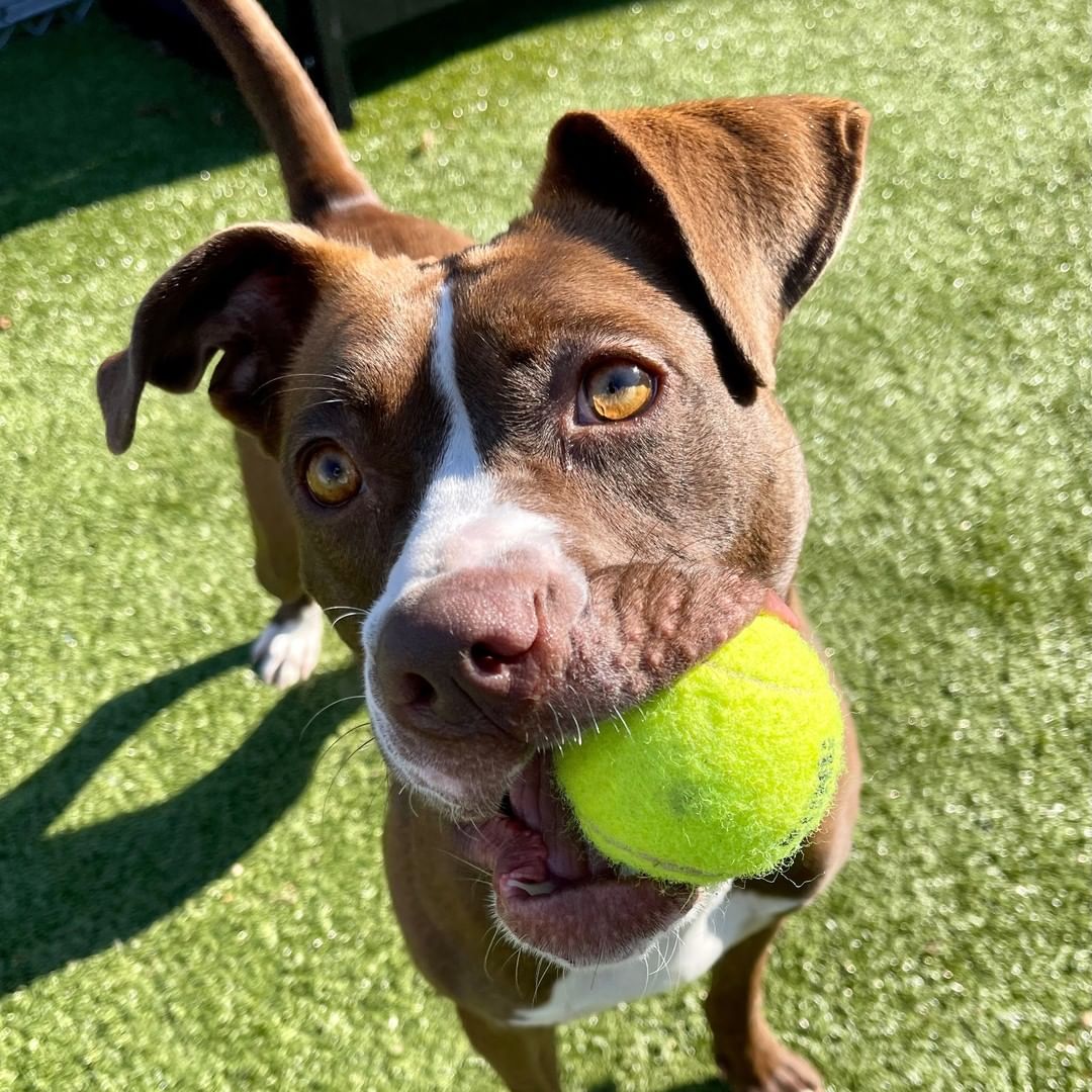 Hey friends, Stormy here! I would love to find my new home very soon. I am down for just about anything you want to do from walks, runs, playtime or snuggling. I am a very beautiful brown and white girl and consider myself a very loyal friend. I am ready to drink pumpkin spiced lattes and take selfies, let's make memories together! If you are going to pick out some toys for me, make sure they are the squeaky kind! Those are the absolute best! I'm 5 years old, so I am much more mature than a puppy and I can show you my nice manners. I spent a little time in a foster home where I did wonderful around kids of all ages. The nice people here say I am super healthy and ready to go! I am already dreaming of relaxing fireside on my new comfy couch.

If Stormy is the gal for you, please come to HSHC with the whole family and any canine siblings - she can't wait to meet you. She would prefer a home without cats.