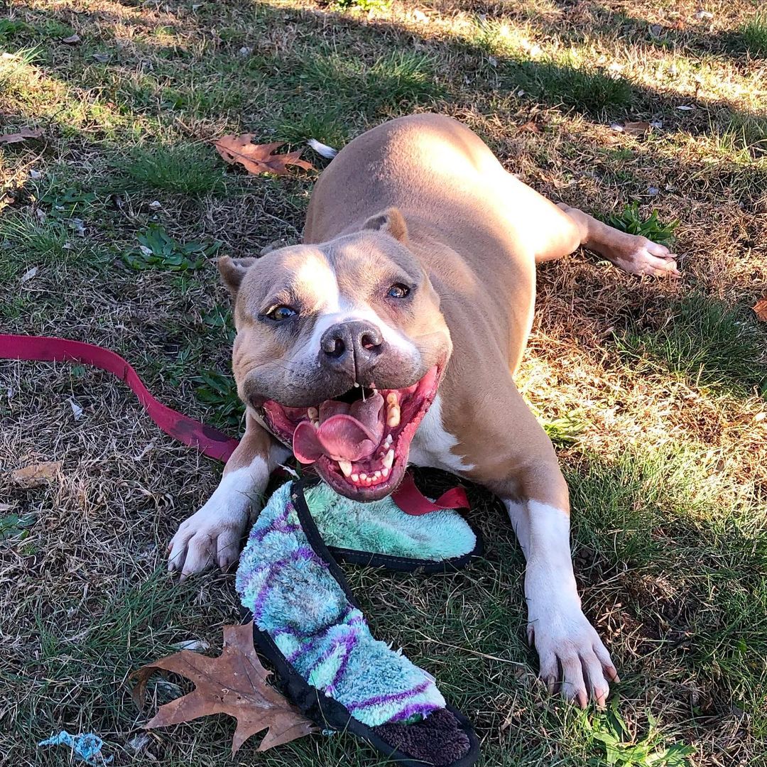 Adoptable Frannie had THE BEST time in the dog run! She loves this crinkly snake toy so much! Swipe to see a video of her playing. It’s just the cutest 🥰 <a target='_blank' href='https://www.instagram.com/explore/tags/Frannie/'>#Frannie</a> is a four-year old <a target='_blank' href='https://www.instagram.com/explore/tags/staffiemix/'>#staffiemix</a> and seems to get along with some dogs. <a target='_blank' href='https://www.instagram.com/explore/tags/adoptme/'>#adoptme</a> <a target='_blank' href='https://www.instagram.com/explore/tags/franniethedog/'>#franniethedog</a> <a target='_blank' href='https://www.instagram.com/explore/tags/newhavenanimalshelter/'>#newhavenanimalshelter</a> 

<a target='_blank' href='https://www.instagram.com/explore/tags/adoptadog/'>#adoptadog</a> <a target='_blank' href='https://www.instagram.com/explore/tags/franniedog/'>#franniedog</a> <a target='_blank' href='https://www.instagram.com/explore/tags/dogvideo/'>#dogvideo</a> <a target='_blank' href='https://www.instagram.com/explore/tags/dogvideooftheday/'>#dogvideooftheday</a> <a target='_blank' href='https://www.instagram.com/explore/tags/rescuedogoftheday/'>#rescuedogoftheday</a> <a target='_blank' href='https://www.instagram.com/explore/tags/petfinder/'>#petfinder</a> <a target='_blank' href='https://www.instagram.com/explore/tags/nhv/'>#nhv</a> <a target='_blank' href='https://www.instagram.com/explore/tags/newhaveninsta/'>#newhaveninsta</a> <a target='_blank' href='https://www.instagram.com/explore/tags/furbabylove/'>#furbabylove</a> <a target='_blank' href='https://www.instagram.com/explore/tags/staffiesmile/'>#staffiesmile</a> <a target='_blank' href='https://www.instagram.com/explore/tags/staffiegram/'>#staffiegram</a> <a target='_blank' href='https://www.instagram.com/explore/tags/adoptyourbestfriend/'>#adoptyourbestfriend</a> <a target='_blank' href='https://www.instagram.com/explore/tags/allthedoghashtags/'>#allthedoghashtags</a>