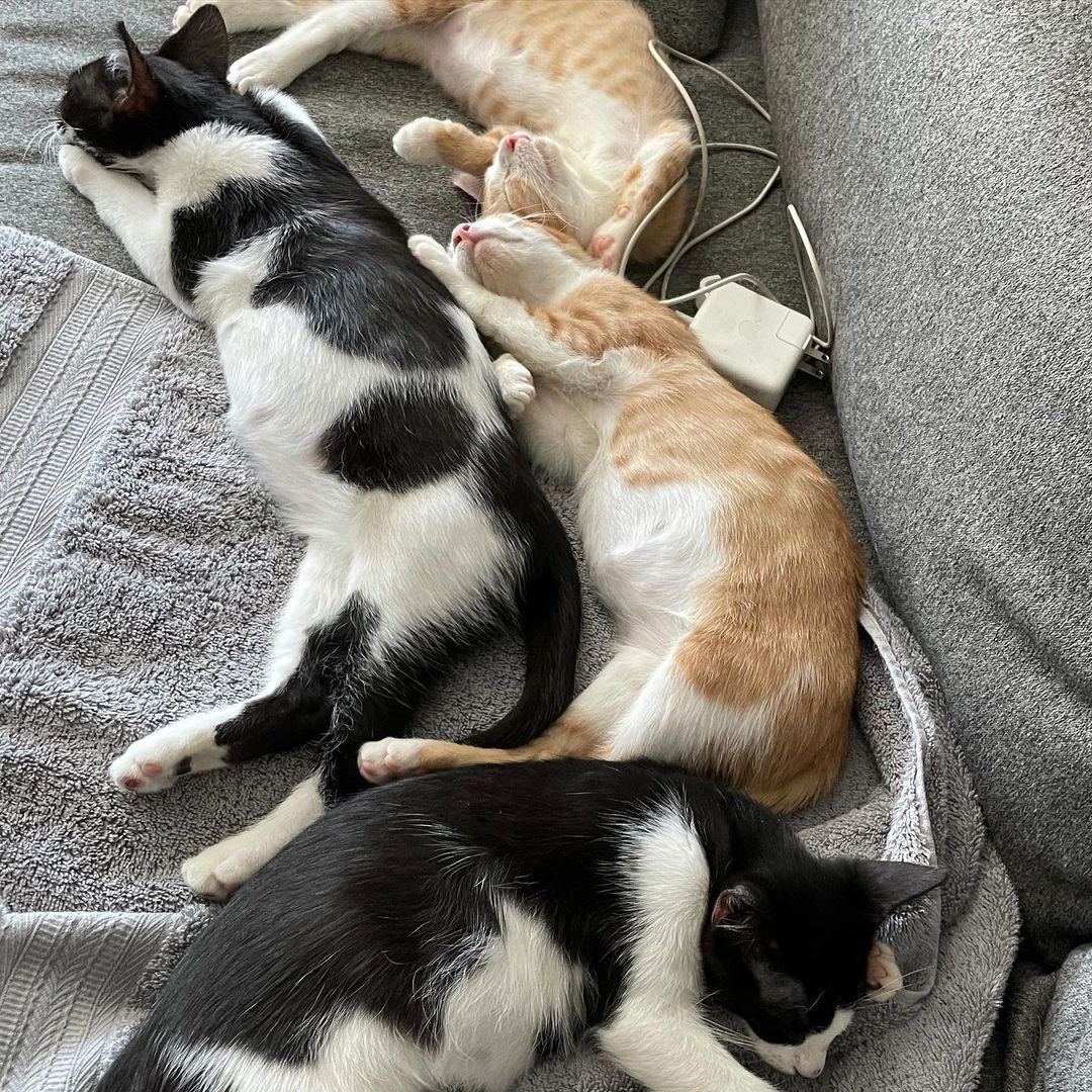 Looks like somebody wanted his new cat bed opened! Whether your Caturday plans include doing laundry, sleeping on the couch, or scaling new heights these kittens hope you have a great weekend!

This fun bunch is also ready for adoption!

Apply here: 
http://bit.ly/btcradopt

<a target='_blank' href='https://www.instagram.com/explore/tags/catrescue/'>#catrescue</a> <a target='_blank' href='https://www.instagram.com/explore/tags/bronxcats/'>#bronxcats</a> <a target='_blank' href='https://www.instagram.com/explore/tags/donate/'>#donate</a> <a target='_blank' href='https://www.instagram.com/explore/tags/kittens/'>#kittens</a> <a target='_blank' href='https://www.instagram.com/explore/tags/kittensofinstagram/'>#kittensofinstagram</a> <a target='_blank' href='https://www.instagram.com/explore/tags/catrescue/'>#catrescue</a> <a target='_blank' href='https://www.instagram.com/explore/tags/rescueismyfavoritebreed/'>#rescueismyfavoritebreed</a> <a target='_blank' href='https://www.instagram.com/explore/tags/adoptdontshop/'>#adoptdontshop</a> <a target='_blank' href='https://www.instagram.com/explore/tags/donationsneeded/'>#donationsneeded</a> <a target='_blank' href='https://www.instagram.com/explore/tags/communitycats/'>#communitycats</a> <a target='_blank' href='https://www.instagram.com/explore/tags/nyccats/'>#nyccats</a> <a target='_blank' href='https://www.instagram.com/explore/tags/cats/'>#cats</a> <a target='_blank' href='https://www.instagram.com/explore/tags/bronx/'>#bronx</a> <a target='_blank' href='https://www.instagram.com/explore/tags/makeadifference/'>#makeadifference</a> <a target='_blank' href='https://www.instagram.com/explore/tags/rescue/'>#rescue</a>