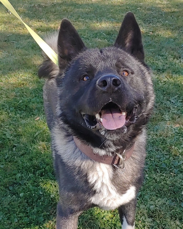 Hades is just a happy happy guy, just a happy happy big boy. Hades is such a pawsitive dog, loves people, other dogs, and showing you what a great singer he is. Seriously you'd think he was a husky until you see that adorably squishy Akita face. A perfect day for Hades includes nice walks, playtime - especially finding his toys to show you, and cuddling on the couch with you after a long day. He is house trained, crate trained, and knows how to sit. Hades is a 2 year old handsome Akita who is sure to win your heart! 

Hade's adoption is $25 and comes with everything we have to offer! <a target='_blank' href='https://www.instagram.com/explore/tags/akita/'>#akita</a> <a target='_blank' href='https://www.instagram.com/explore/tags/adoptanakita/'>#adoptanakita</a> <a target='_blank' href='https://www.instagram.com/explore/tags/singingdog/'>#singingdog</a> <a target='_blank' href='https://www.instagram.com/explore/tags/adoptme/'>#adoptme</a> <a target='_blank' href='https://www.instagram.com/explore/tags/adoptable/'>#adoptable</a> <a target='_blank' href='https://www.instagram.com/explore/tags/naawa/'>#naawa</a> <a target='_blank' href='https://www.instagram.com/explore/tags/trinidadco/'>#trinidadco</a>