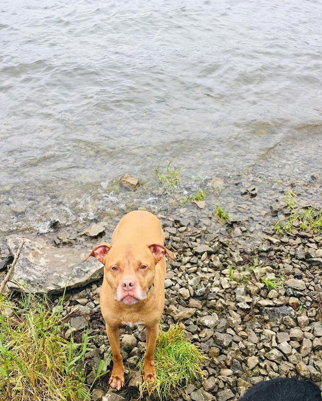 COURTESY LISTING - Portland, Oregon - NEEDS HOME ASAP - Active Senior Pit Bull kept in crate majority of the day with little outside activities, human or interaction with other animals in boarding. 

Hazel
DOB: 05/08/2011 Mothers Day 
Age: 10
Spayed 
Microchipped
Current on all Vaccines
Housebroken 

Enjoys: 
Sunbathing
Swimming (natural born swimmer) you have to bribe her out of the water. 
Fetch and Retrieve 
Walks and Short hikes
Camping 
Bully Sticks
Loads of Cuddles *she’s a lover*
Likes to chase squirrels, cats, and skateboards 

Dislikes: 
Loud noises *not to fireworks
Mornings 

Not an excessive barker only barks to alert.  Low key in the home but, active outdoors.

Should be the only pet in the home. although, we did bring another pup in the pack when she was 8 and there were some challenges and disagreements. Territorial issues and food resource guarding with other dogs. 

No medical issues only routine check ups and vaccines. Does have few skin tags and a growth on her front lower leg at the time it was aspirated no concerns.

Hazel was raised in a 2 bedroom fiat in San Francisco, w/ no kids or other pets. I would love to see her in a home with a secure fenced yard where she can roam around and sunbathe. Most importantly a safe environment, a loving, dedicated, family, couple or individual seeking a loyal companion that will love you for eternity. 

I’d like to find a home where I can stay in touch and receive updates and photos. I’d like to send her gifts and be always available for any questions that arise. 

If you have any questions please feel free to contact me anytime at: 415-808-9889 or 
Email: Yvette.becnel@gmail.com