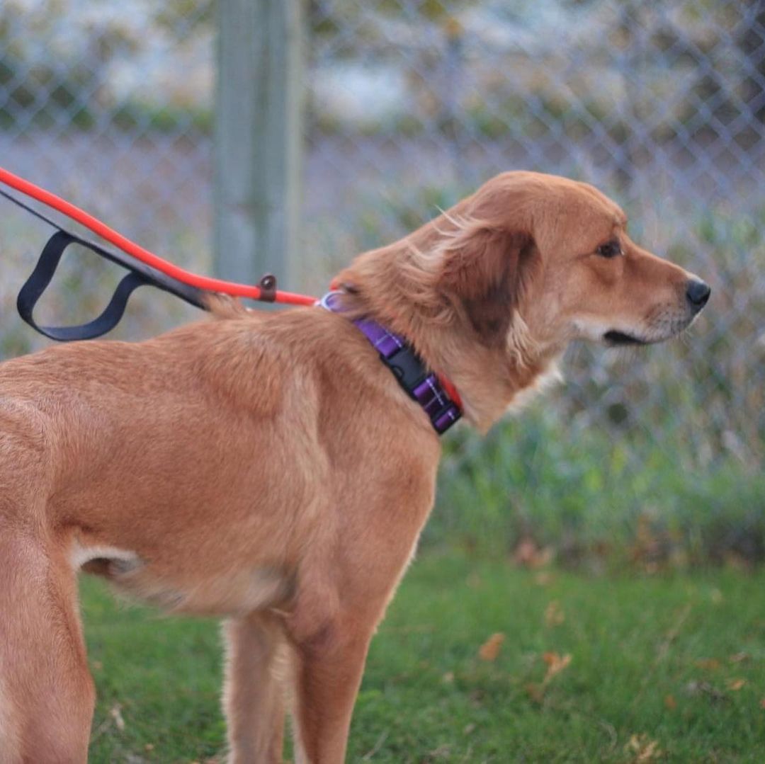 This weekend 10 dogs became Canadian!🇨🇦 We hope their new lives here in Canada are truly amazing!🐾❤️
Thank you to our community partners for helping to make this all possible!🐾

<a target='_blank' href='https://www.instagram.com/explore/tags/fullcirclerescue/'>#fullcirclerescue</a> <a target='_blank' href='https://www.instagram.com/explore/tags/ontariodogrescue/'>#ontariodogrescue</a> <a target='_blank' href='https://www.instagram.com/explore/tags/adoptdontshop/'>#adoptdontshop</a> <a target='_blank' href='https://www.instagram.com/explore/tags/torontodogs/'>#torontodogs</a> <a target='_blank' href='https://www.instagram.com/explore/tags/hamiltondogs/'>#hamiltondogs</a> <a target='_blank' href='https://www.instagram.com/explore/tags/dogsofcanada/'>#dogsofcanada</a> <a target='_blank' href='https://www.instagram.com/explore/tags/doggo/'>#doggo</a> <a target='_blank' href='https://www.instagram.com/explore/tags/dogsofinsta/'>#dogsofinsta</a> <a target='_blank' href='https://www.instagram.com/explore/tags/doglovers/'>#doglovers</a> <a target='_blank' href='https://www.instagram.com/explore/tags/dogsloversofinstagram/'>#dogsloversofinstagram</a> <a target='_blank' href='https://www.instagram.com/explore/tags/dogsofinstagram/'>#dogsofinstagram</a> <a target='_blank' href='https://www.instagram.com/explore/tags/dogsofinstaworld/'>#dogsofinstaworld</a> <a target='_blank' href='https://www.instagram.com/explore/tags/GTA/'>#GTA</a> <a target='_blank' href='https://www.instagram.com/explore/tags/GTHA/'>#GTHA</a> <a target='_blank' href='https://www.instagram.com/explore/tags/dogrescue/'>#dogrescue</a> <a target='_blank' href='https://www.instagram.com/explore/tags/dogrescuepeople/'>#dogrescuepeople</a> <a target='_blank' href='https://www.instagram.com/explore/tags/dogrescuers/'>#dogrescuers</a> <a target='_blank' href='https://www.instagram.com/explore/tags/adoptabledogsofinstagram/'>#adoptabledogsofinstagram</a> <a target='_blank' href='https://www.instagram.com/explore/tags/weareFCR/'>#weareFCR</a> <a target='_blank' href='https://www.instagram.com/explore/tags/anythingispawsible/'>#anythingispawsible</a>