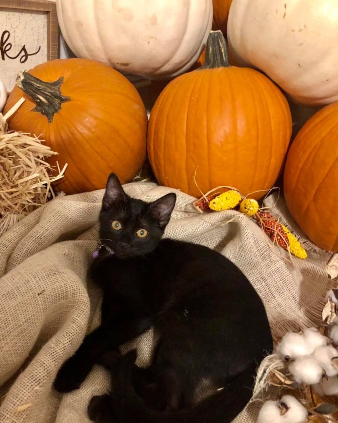 Our fifth black kitty for November is Palmer! She loves to play and chase toys almost as much as she loves pouncing on her siblings! She is a very loving, sweet girl who is super social. Palmer is about 4 months old, spayed, FIV/FELV negative and up to date on vaccines. To put in an application click on the link below.

https://www.sbanimalrescue.org/adopt