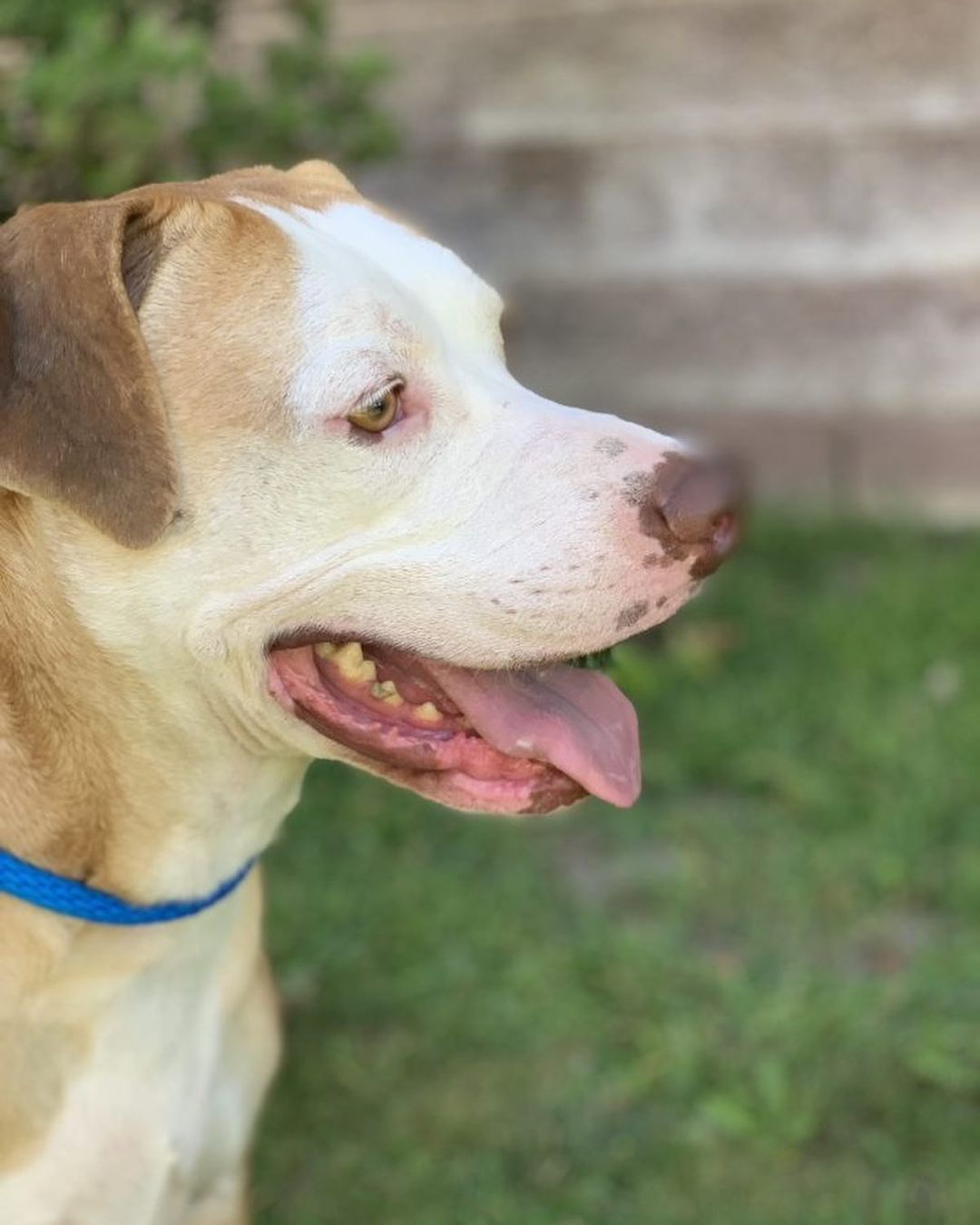 Meet UGGY! ❤
This sweet 88 lbs Labrador mix dog is about 5 years old. 
Uggy is well-mannered on a leash and will sit for pets and treats. Uggy is a total love bug and he's a goofy boy.
With his big doggy smile, he’s ready for someone to take him on adventures.
To learn more about UGGY and to schedule a meet and greet, please fill out the inquiry form here: https://form.jotform.com/211185927125051. <a target='_blank' href='https://www.instagram.com/explore/tags/adoptdontshop/'>#adoptdontshop</a> <a target='_blank' href='https://www.instagram.com/explore/tags/adventure/'>#adventure</a> <a target='_blank' href='https://www.instagram.com/explore/tags/adopt/'>#adopt</a> <a target='_blank' href='https://www.instagram.com/explore/tags/ycascares/'>#ycascares</a> <a target='_blank' href='https://www.instagram.com/explore/tags/ycasfriends/'>#ycasfriends</a> <a target='_blank' href='https://www.instagram.com/explore/tags/ycas/'>#ycas</a> <a target='_blank' href='https://www.instagram.com/explore/tags/yolo/'>#yolo</a> <a target='_blank' href='https://www.instagram.com/explore/tags/yolocounty/'>#yolocounty</a> <a target='_blank' href='https://www.instagram.com/explore/tags/woodlandcalifornia/'>#woodlandcalifornia</a> <a target='_blank' href='https://www.instagram.com/explore/tags/woodlandcal/'>#woodlandcal</a> <a target='_blank' href='https://www.instagram.com/explore/tags/labradormix/'>#labradormix</a> <a target='_blank' href='https://www.instagram.com/explore/tags/adoptalabmix/'>#adoptalabmix</a> <a target='_blank' href='https://www.instagram.com/explore/tags/norcallabradors/'>#norcallabradors</a> <a target='_blank' href='https://www.instagram.com/explore/tags/labradormixesofinstagram/'>#labradormixesofinstagram</a> <a target='_blank' href='https://www.instagram.com/explore/tags/californialove/'>#californialove</a> <a target='_blank' href='https://www.instagram.com/explore/tags/californiadog/'>#californiadog</a> <a target='_blank' href='https://www.instagram.com/explore/tags/daviscalifornia/'>#daviscalifornia</a> <a target='_blank' href='https://www.instagram.com/explore/tags/davisca/'>#davisca</a> <a target='_blank' href='https://www.instagram.com/explore/tags/westsacramento/'>#westsacramento</a> <a target='_blank' href='https://www.instagram.com/explore/tags/westsac/'>#westsac</a> <a target='_blank' href='https://www.instagram.com/explore/tags/adoptadog/'>#adoptadog</a> <a target='_blank' href='https://www.instagram.com/explore/tags/uggydog/'>#uggydog</a> <a target='_blank' href='https://www.instagram.com/explore/tags/bigsmiledog/'>#bigsmiledog</a> <a target='_blank' href='https://www.instagram.com/explore/tags/labretrievermix/'>#labretrievermix</a> <a target='_blank' href='https://www.instagram.com/explore/tags/yolocal/'>#yolocal</a> <a target='_blank' href='https://www.instagram.com/explore/tags/sacramento/'>#sacramento</a> <a target='_blank' href='https://www.instagram.com/explore/tags/labmix/'>#labmix</a> <a target='_blank' href='https://www.instagram.com/explore/tags/labmixesofinstagram/'>#labmixesofinstagram</a> <a target='_blank' href='https://www.instagram.com/explore/tags/yolocountyanimalshelter/'>#yolocountyanimalshelter</a> <a target='_blank' href='https://www.instagram.com/explore/tags/yolocountyanimalservices/'>#yolocountyanimalservices</a>